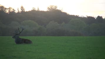 A stag in a grassy field with trees in the background.
