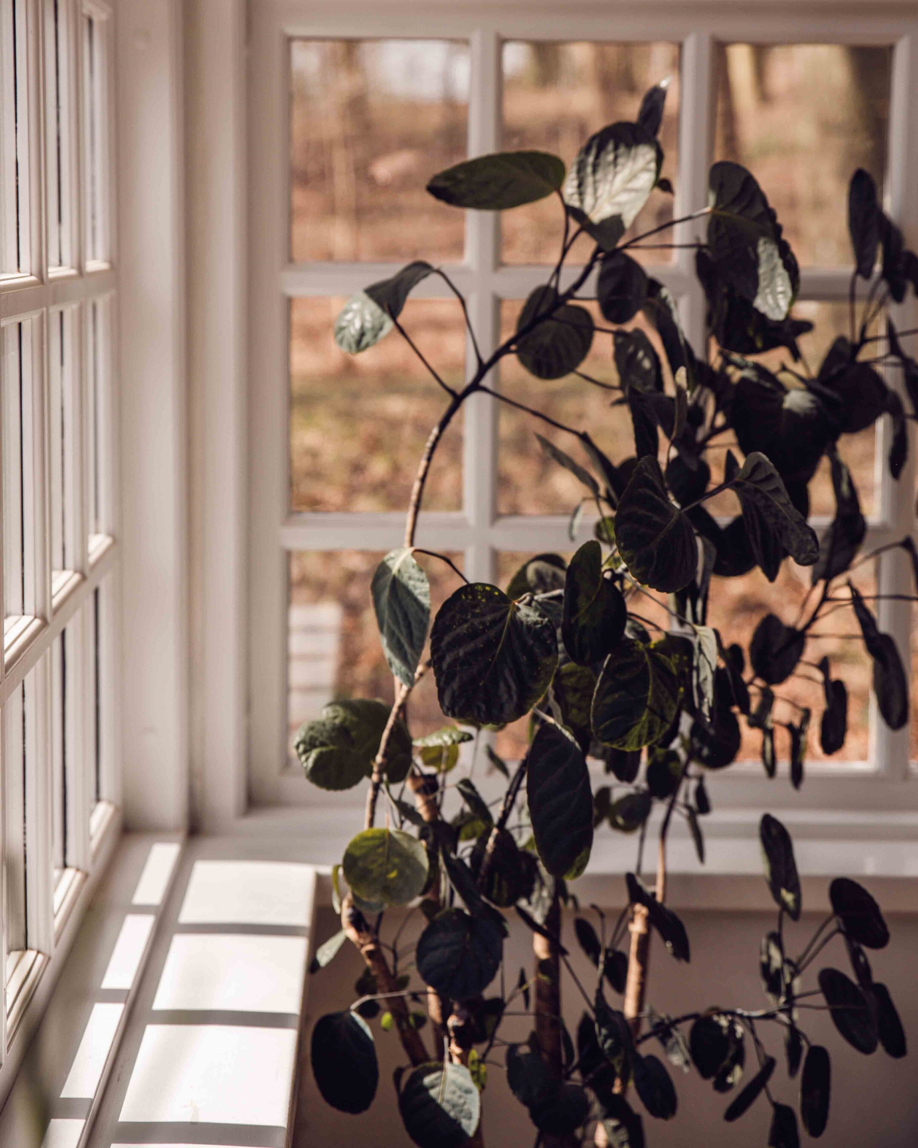 Une plante placée sur un rebord de fenêtre, d’où l’on peut voir des arbres à l’extérieur.