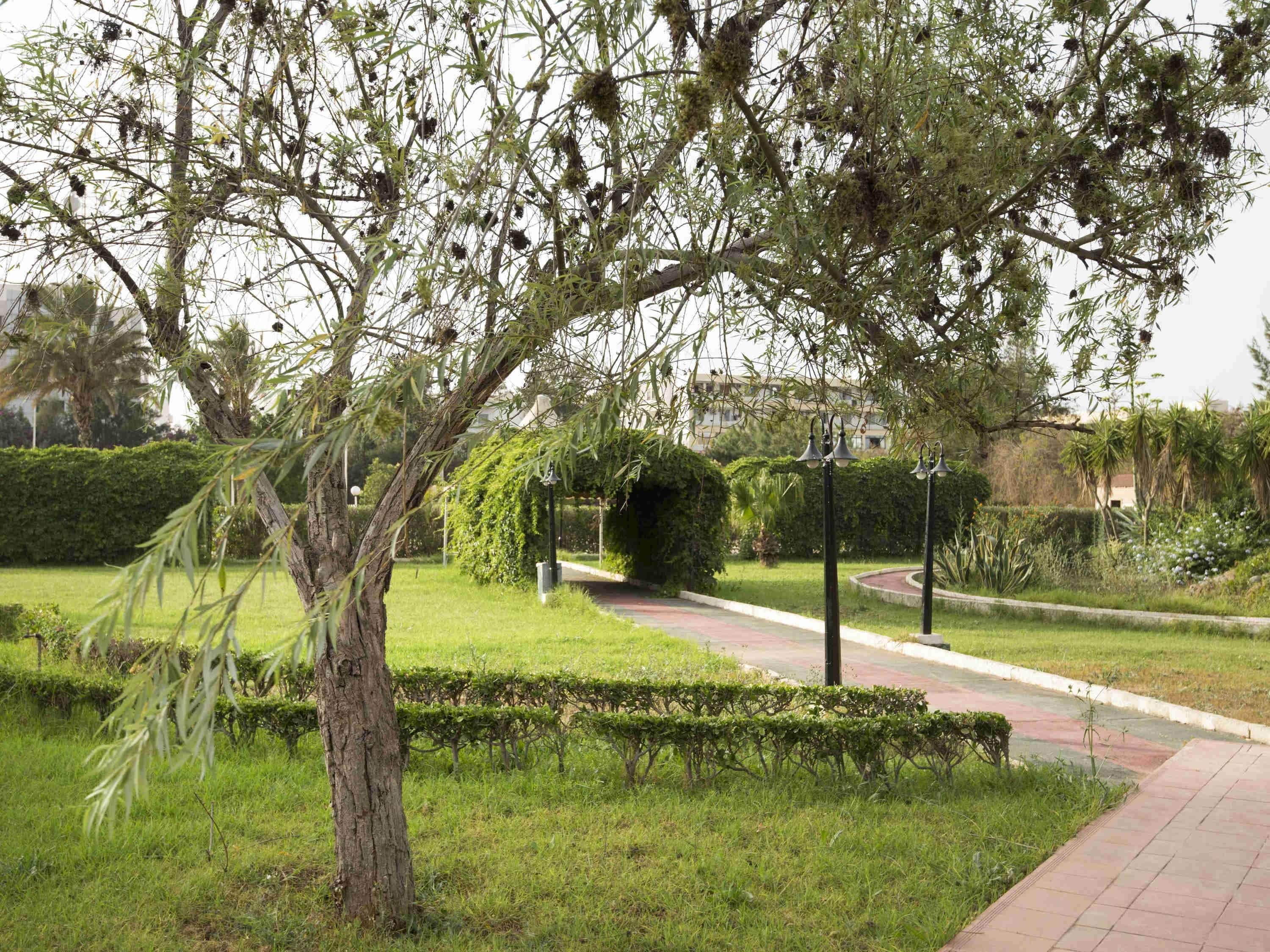 A landscaped garden with a pathway, a tree, and a hedge.