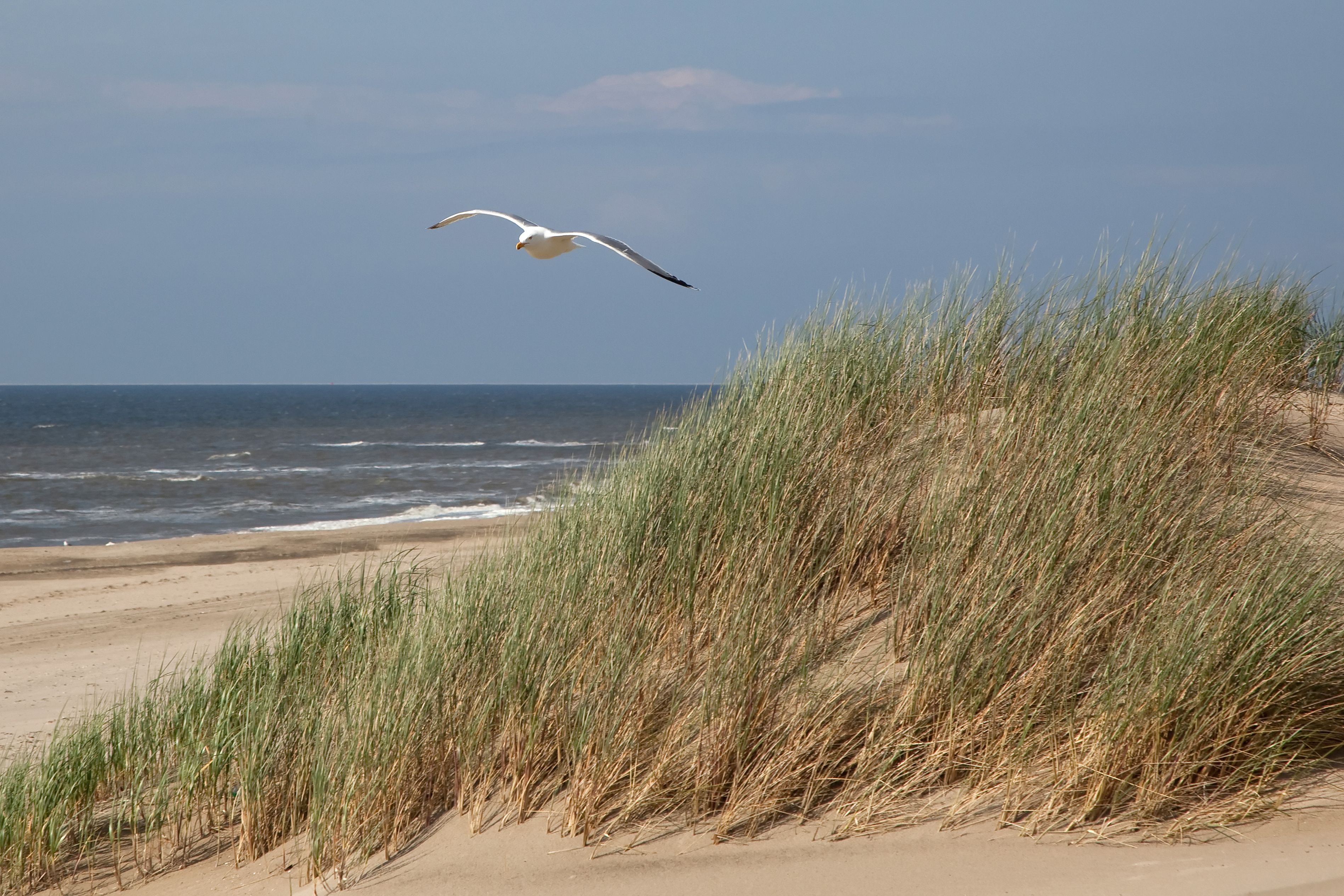 Ein Strand mit Dünen und einer fliegenden Möwe.