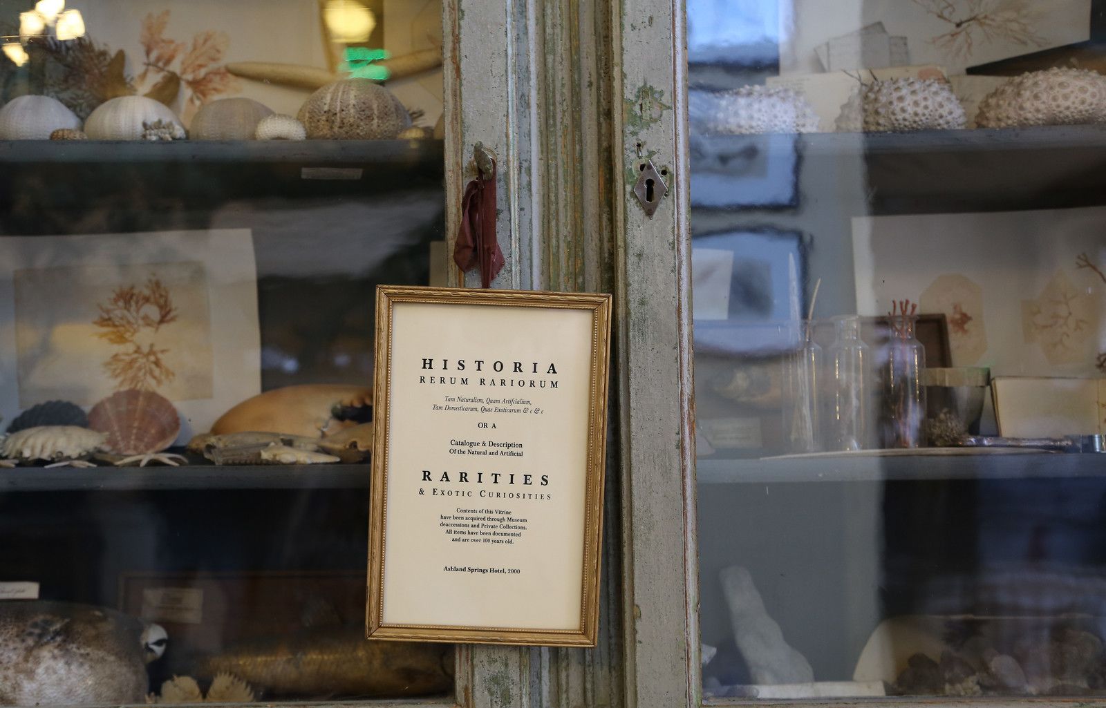Un document historique encadré, intitulé « Historia Rerum Rerum », est exposé dans une vitrine, aux côtés de divers coquillages et objets anciens.