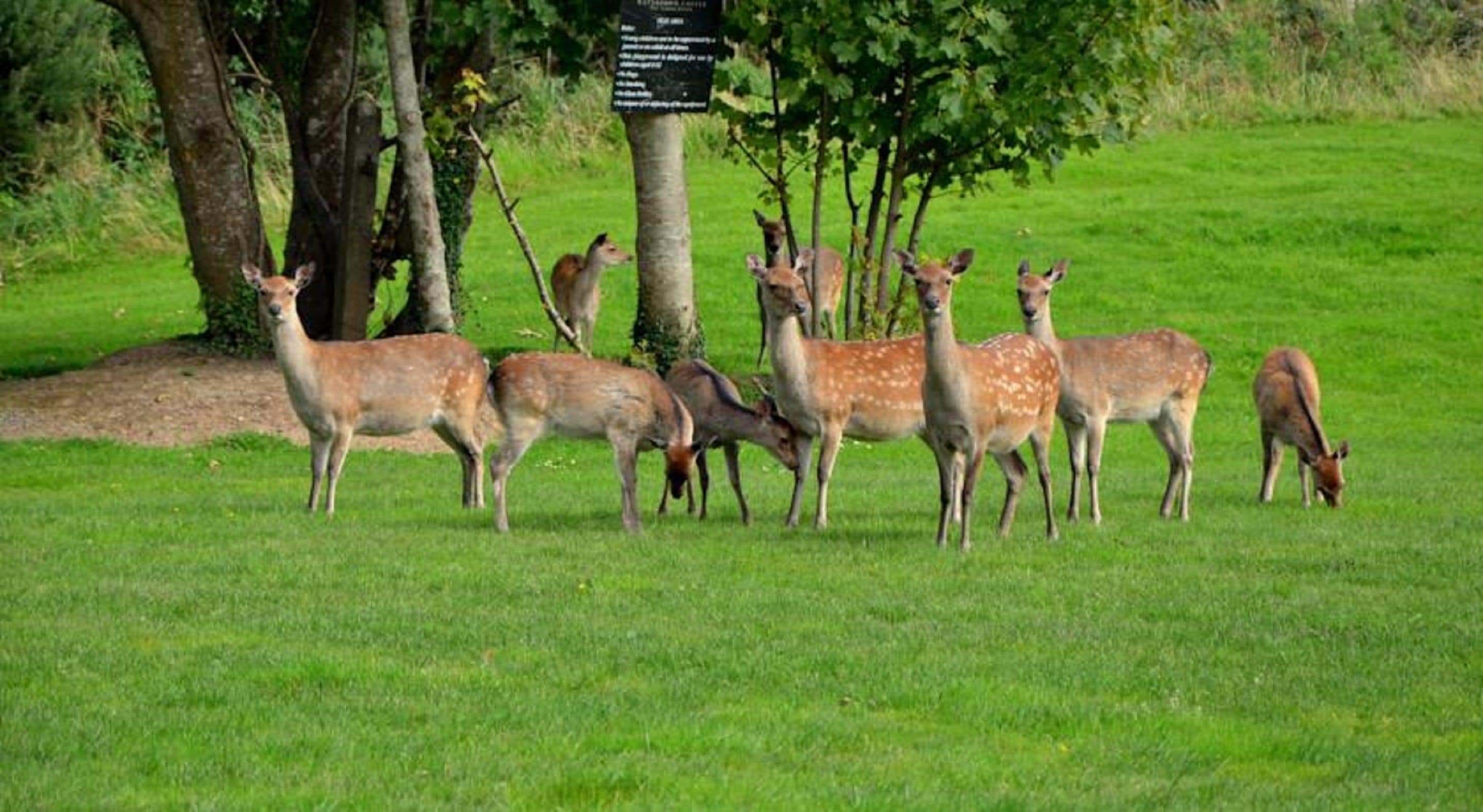 Un groupe de cerfs broutant dans un champ herbeux, avec des arbres en arrière-plan.