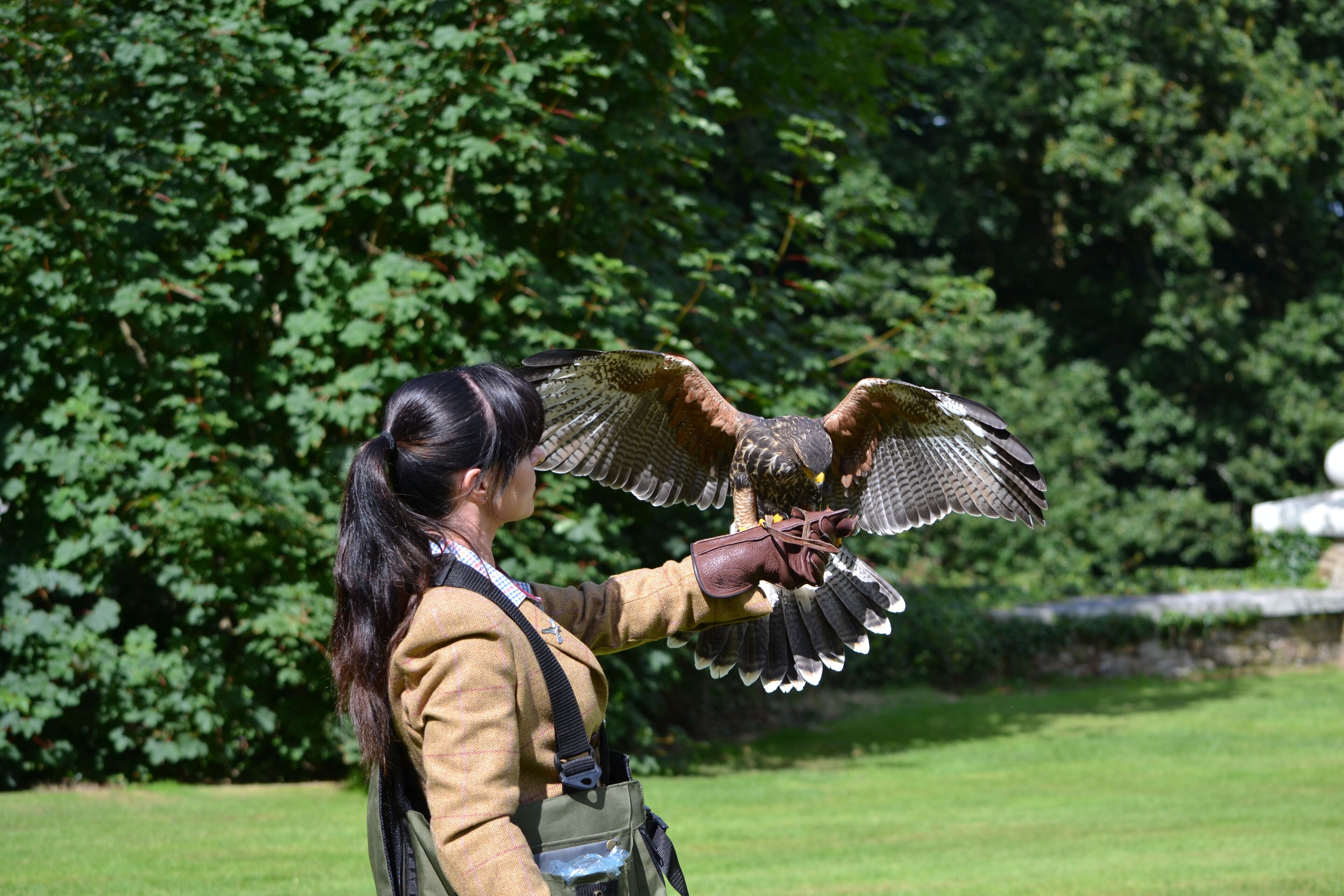 A person holding a bird of prey with outstretched wings.