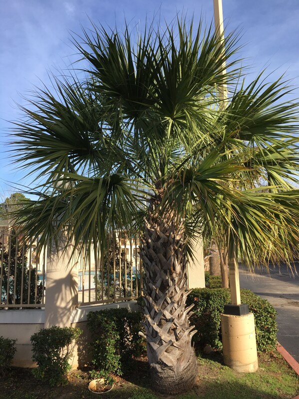 Stroll through the beautifully landscaped grounds, surrounded by a majestic palm tree and lush greenery.