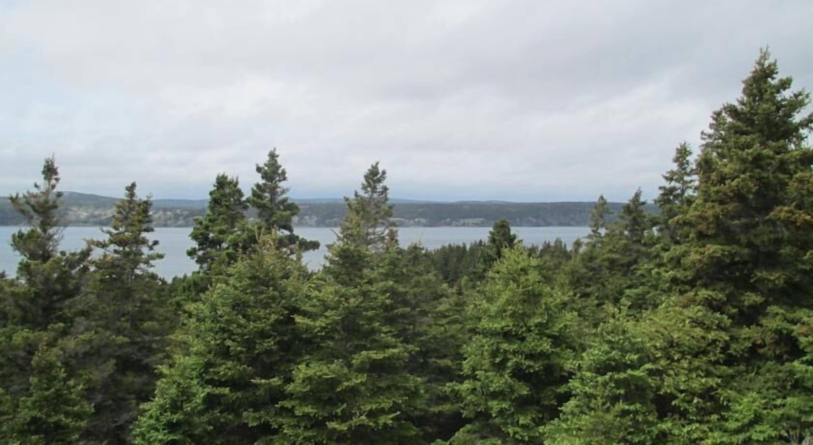En tät skog med en sjö och avlägsna kullar.