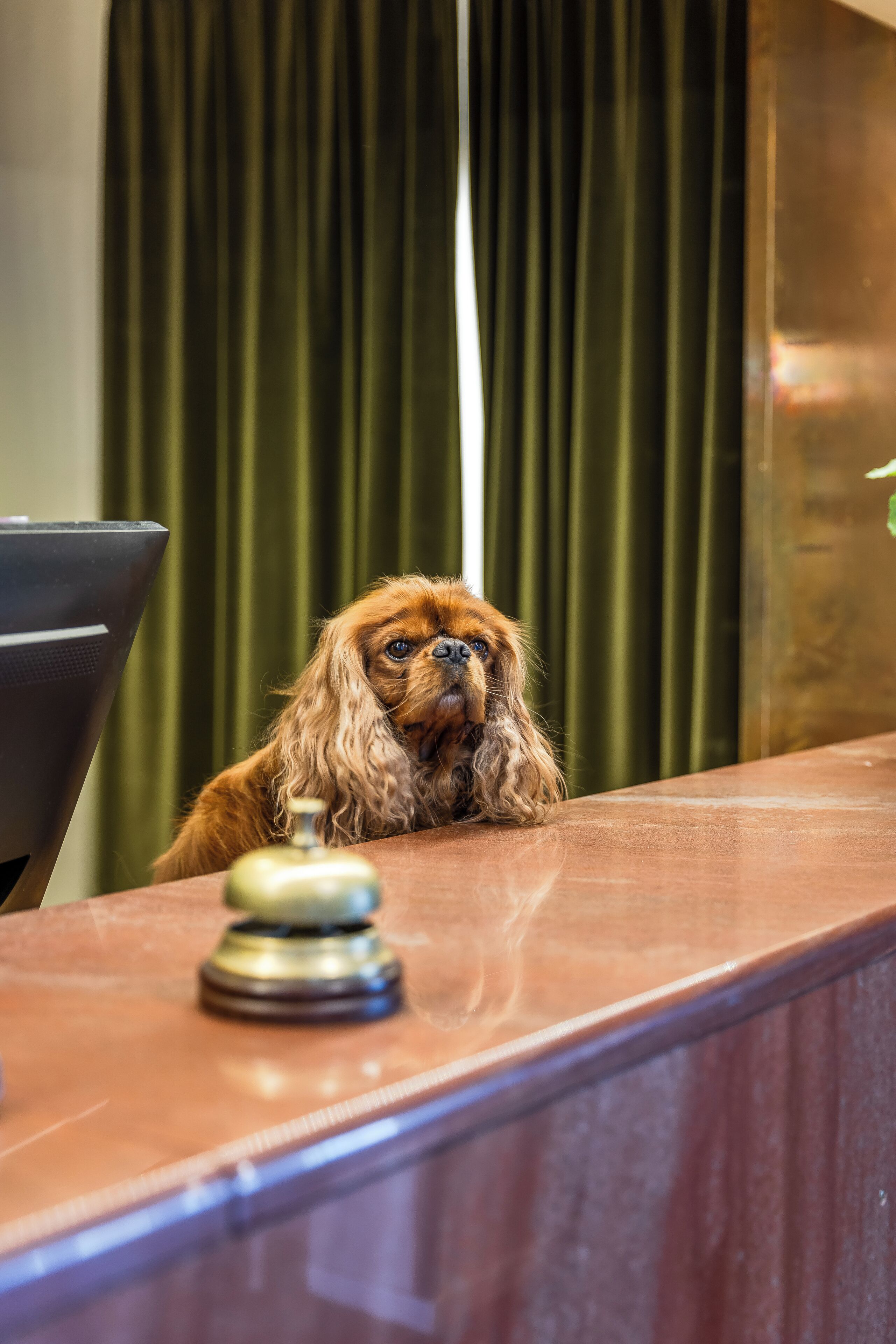 A dog sitting at a wooden reception desk with a green curtain in the background.