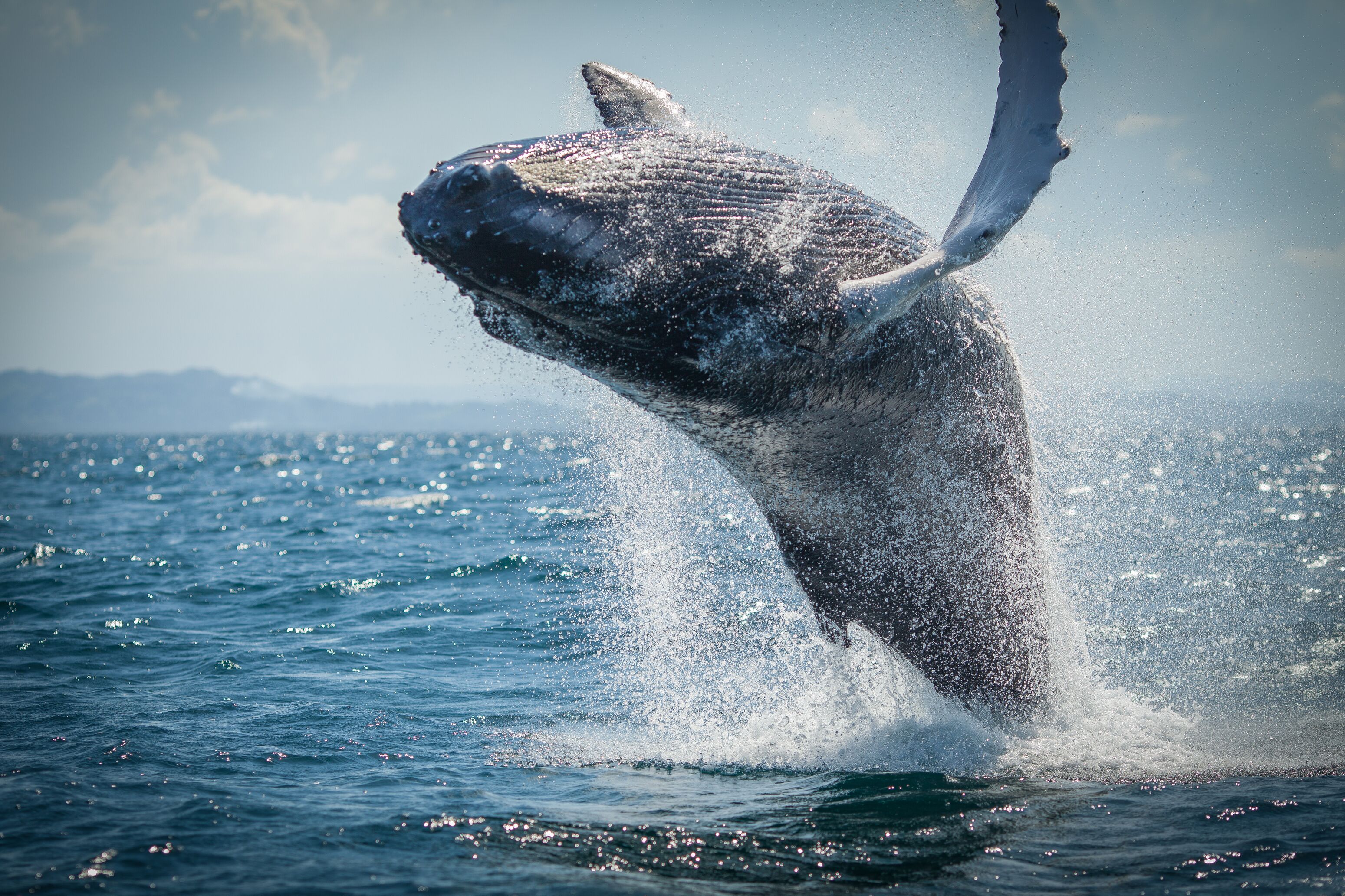 A whale breaching the water's surface.