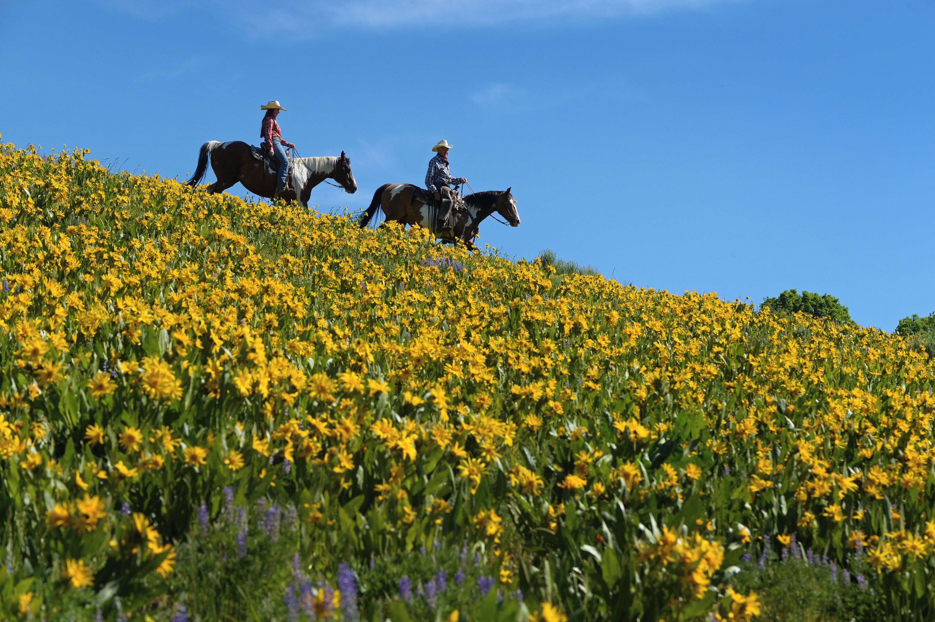 Dos personas a caballo en un campo de flores amarillas.