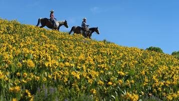 Dos personas a caballo en un campo de flores amarillas.