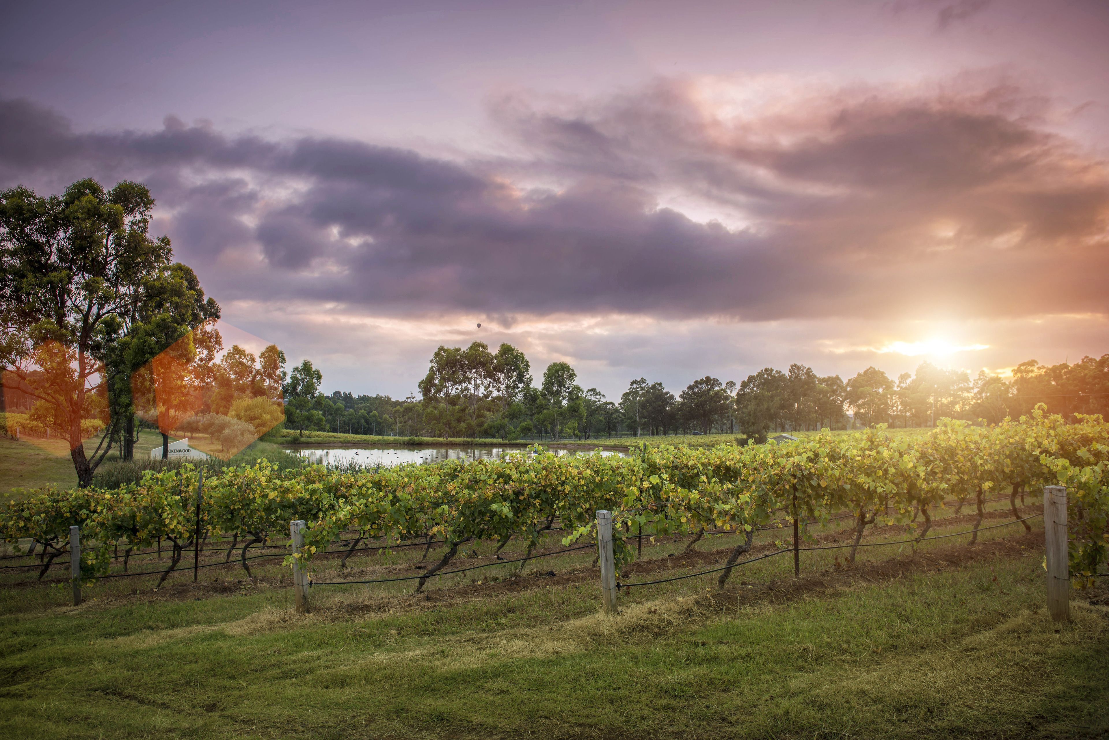 A vineyard with rows of grapevines, a wooden fence, and a body of water in the background.
