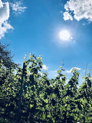 Vineyard