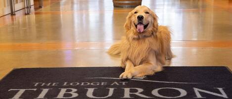 A golden retriever sitting on a doormat at The Lodge at Tiburon.