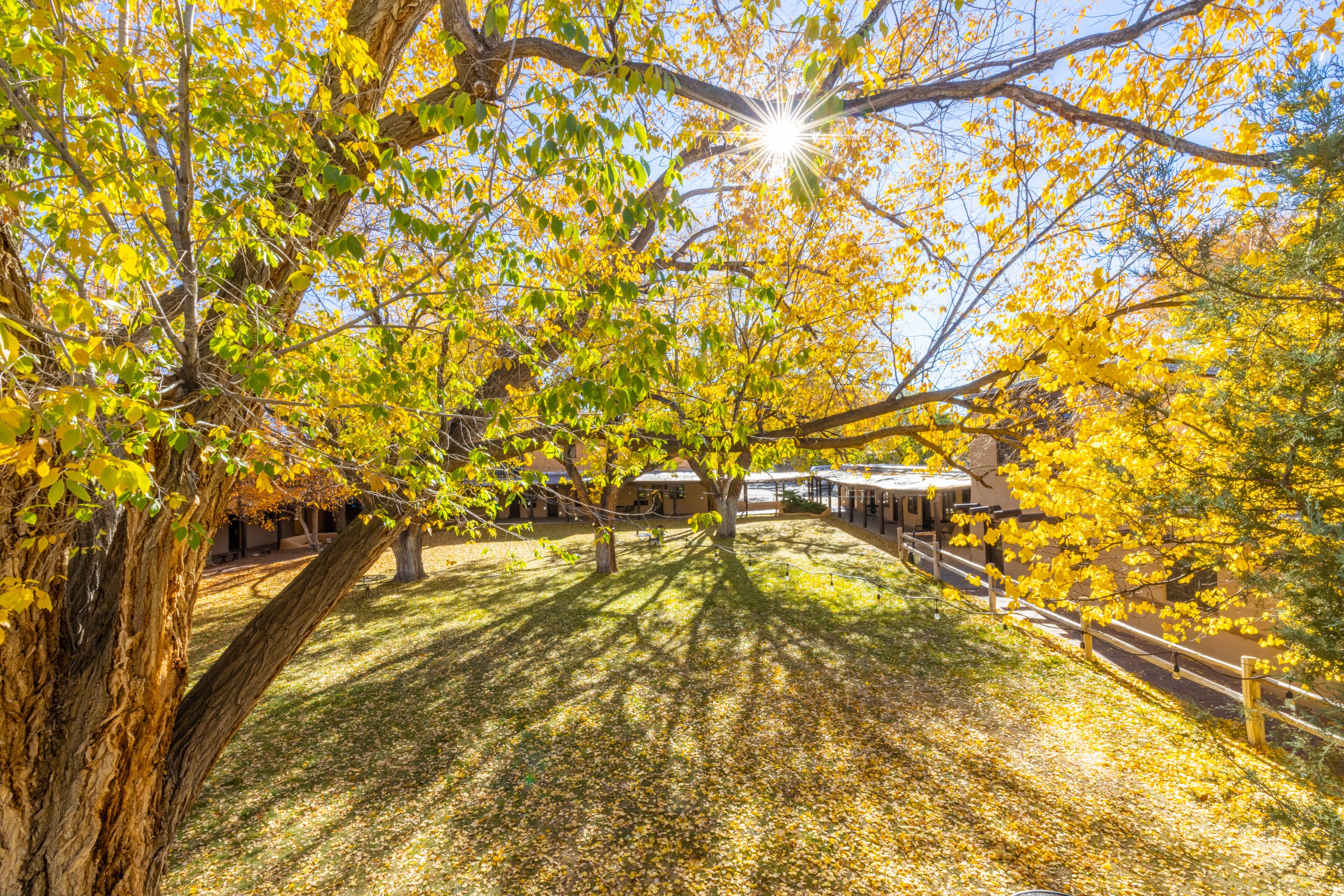 A courtyard with trees, a building, and a pathway.