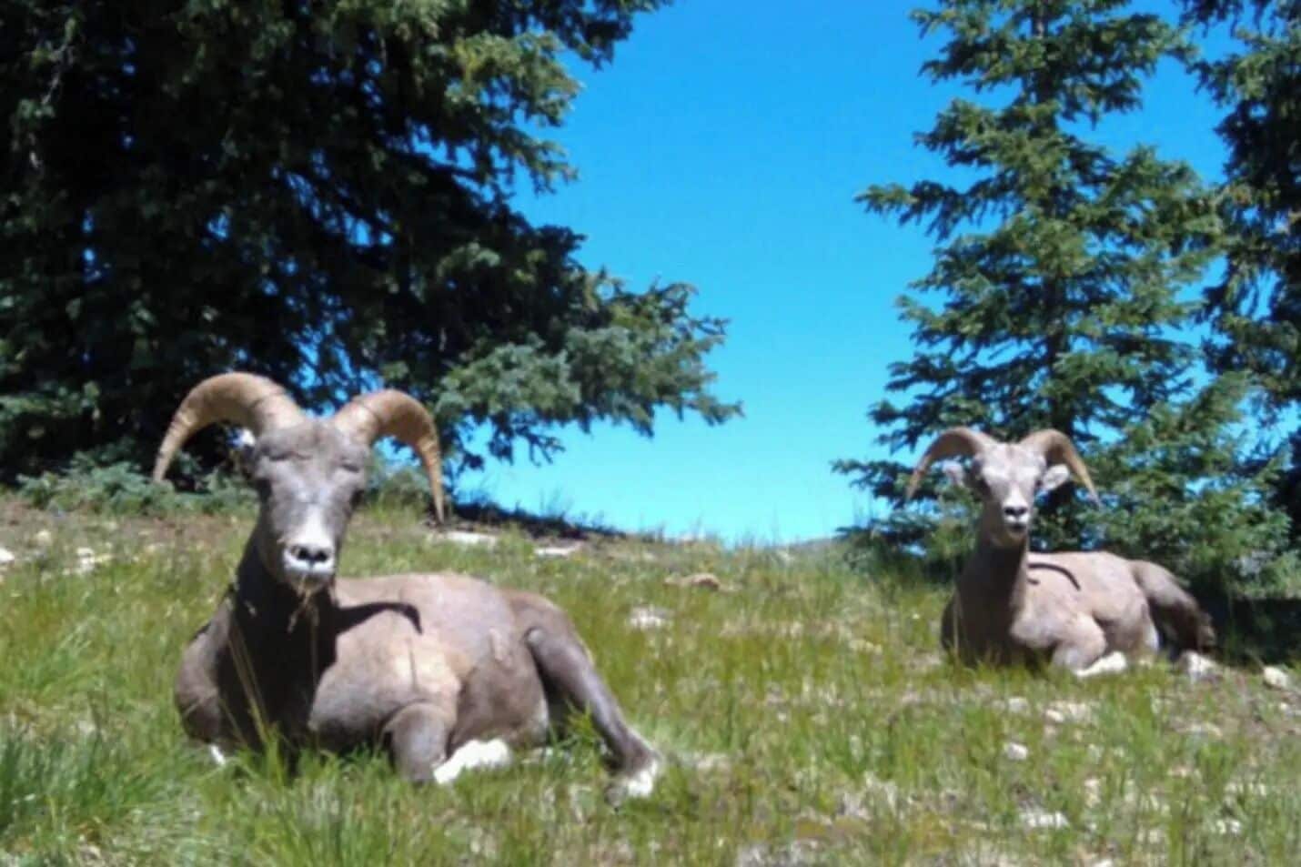 Deux mouflons d’Amérique se reposent sur une colline herbeuse, avec des arbres en arrière-plan.