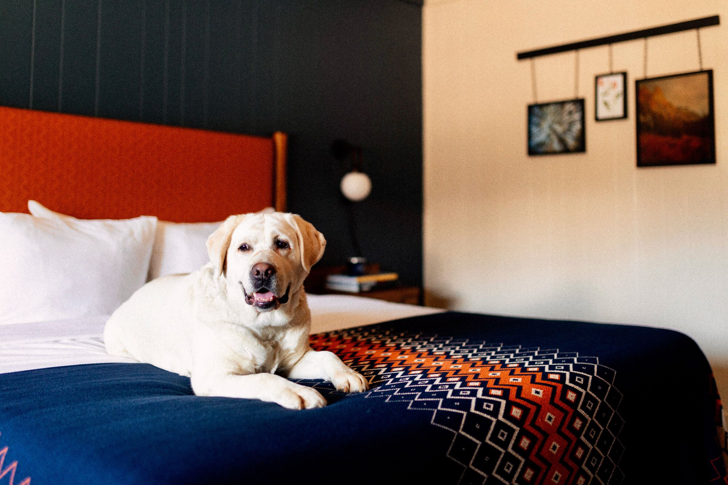 Un chien allongé sur un lit recouvert d’une couverture à motifs, avec une tête de lit rouge et un mur orné de tableaux encadrés.