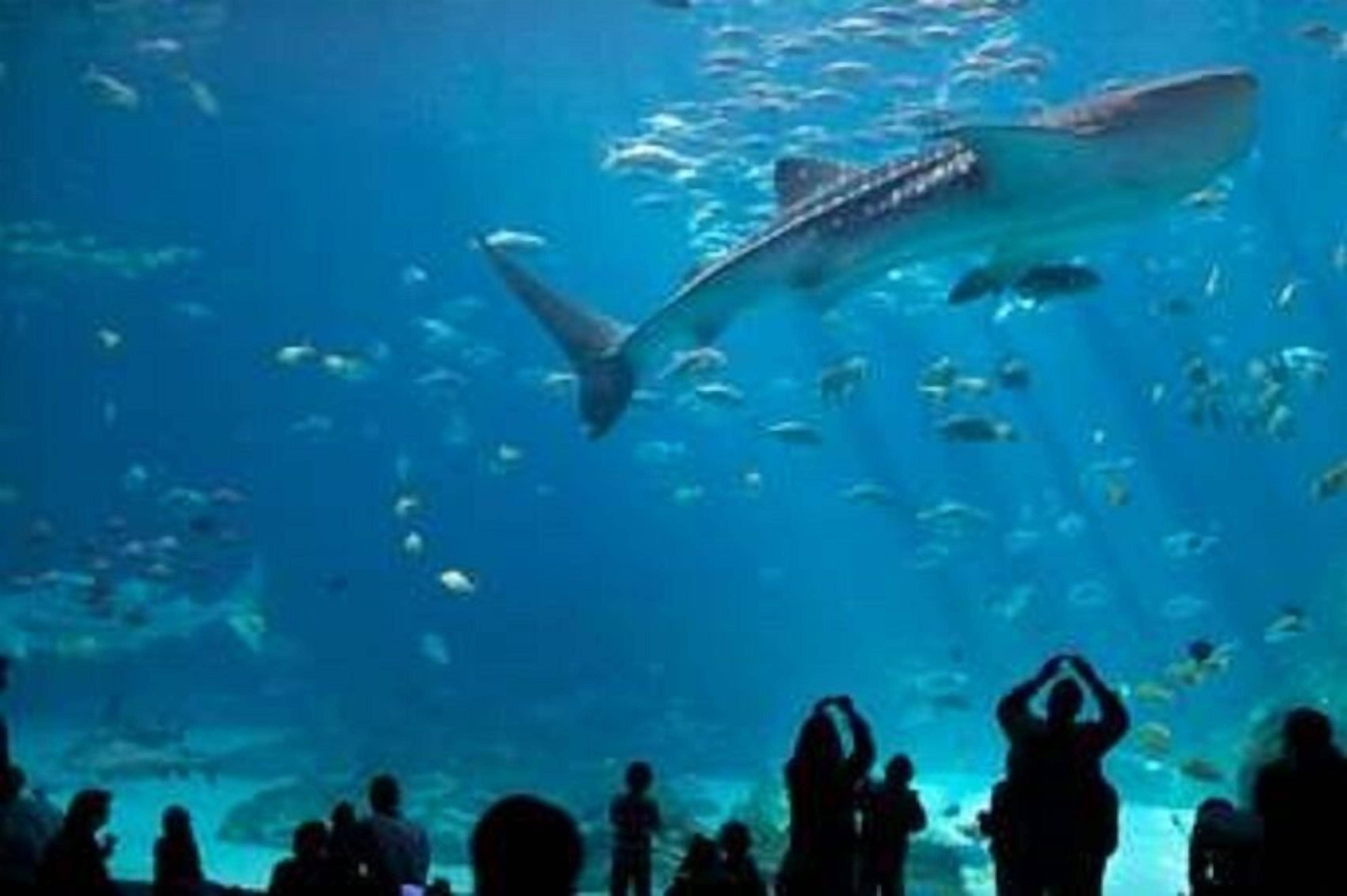 An aquarium with a large shark swimming among smaller fish, viewed by a crowd.