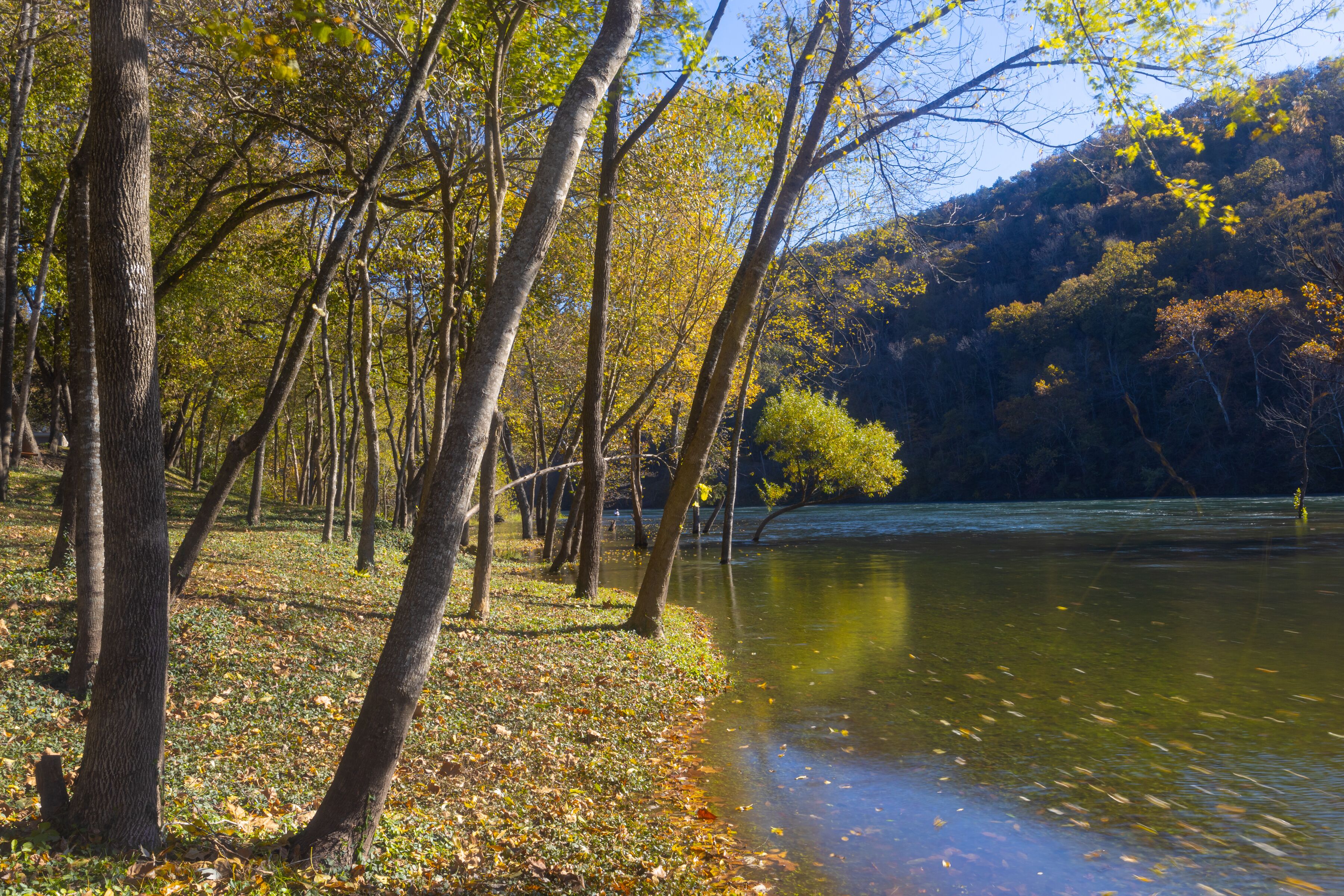 A serene lakeside setting with trees and a clear view of the water.