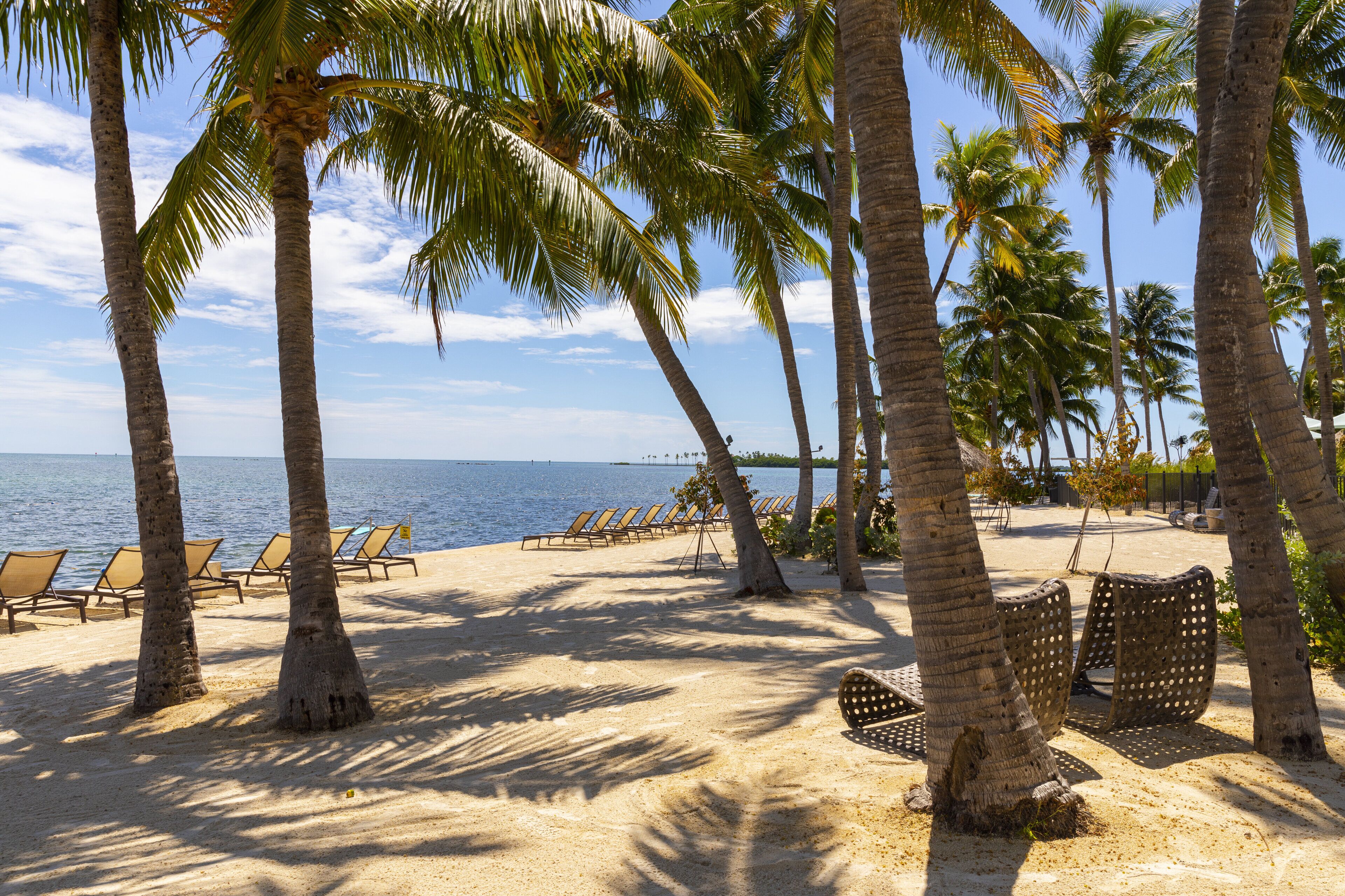 Une plage bordée de palmiers, avec des chaises longues et une vue dégagée sur l’océan.