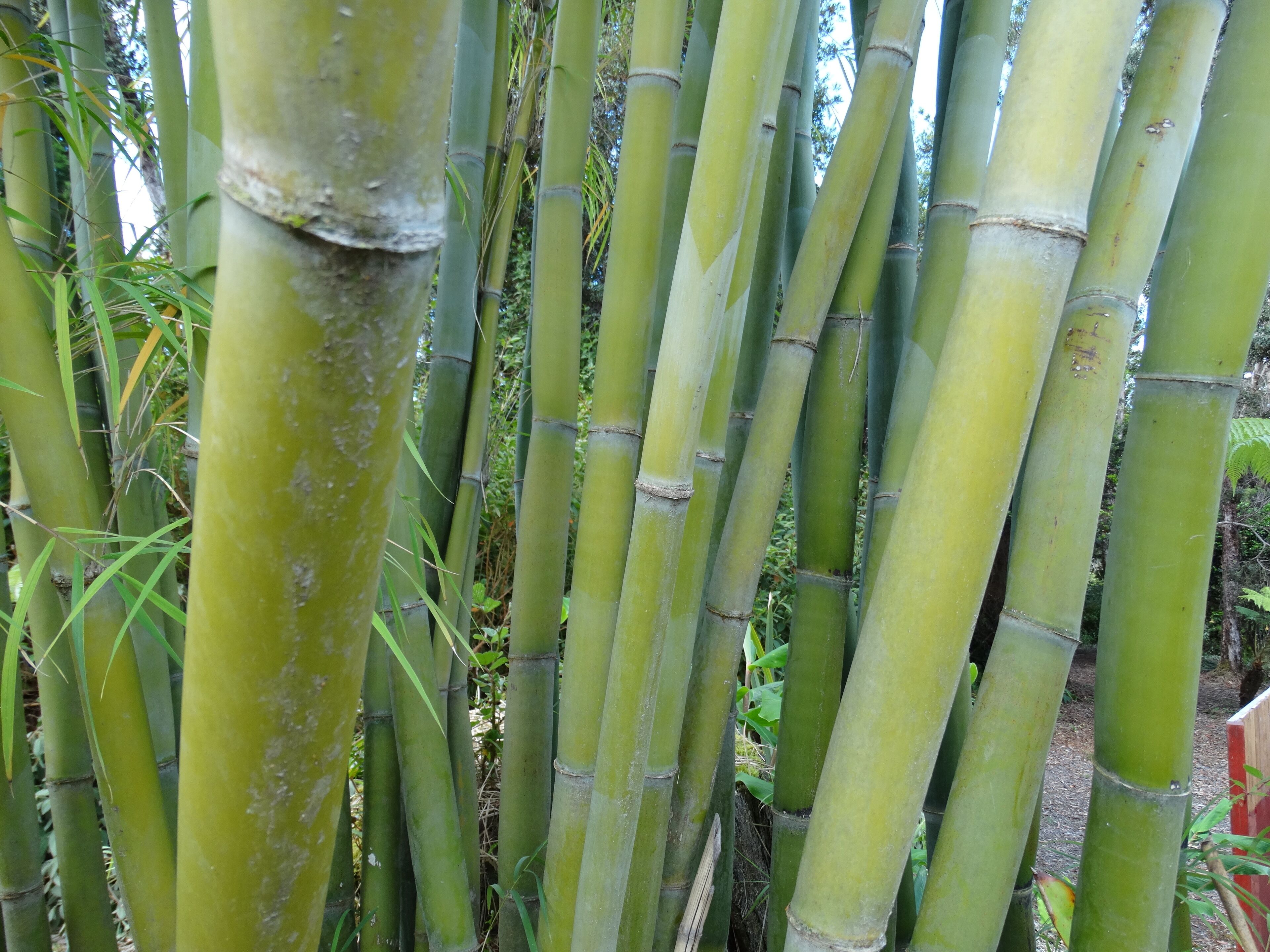 A close-up of bamboo stalks in a garden setting.