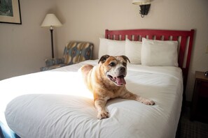 Mesra haiwan kesayangan