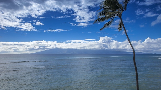 Vista del océano con una palmera y cielo despejado.