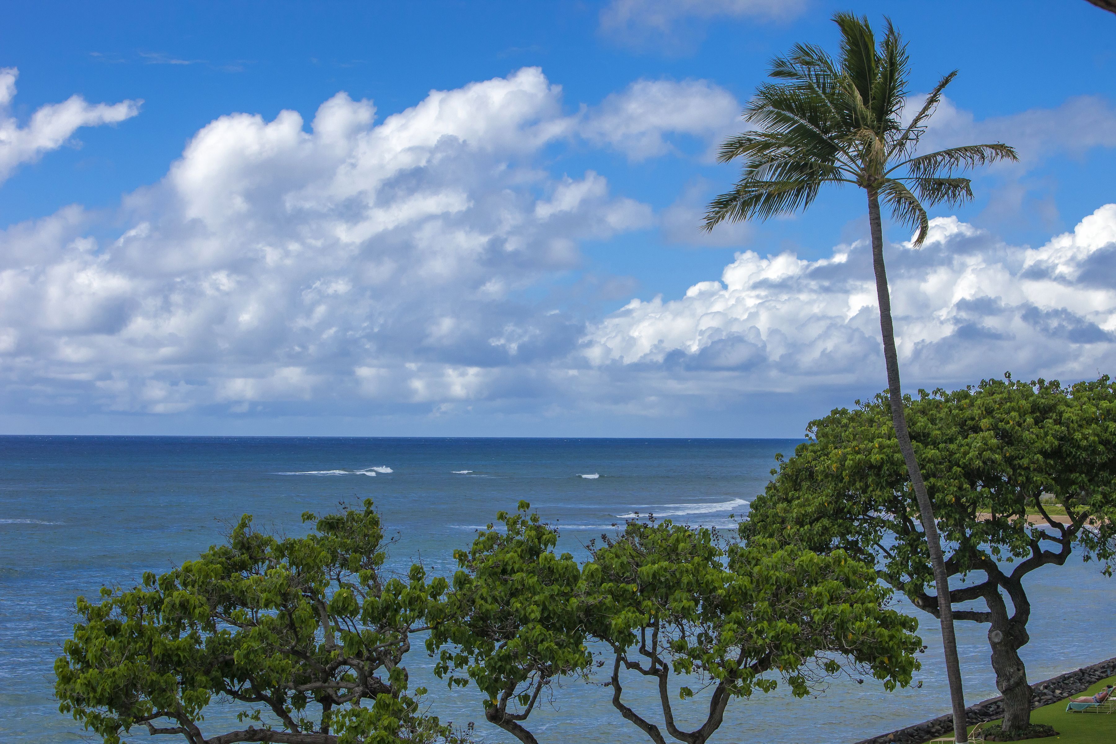 Vista costera con una palmera y cielo despejado.