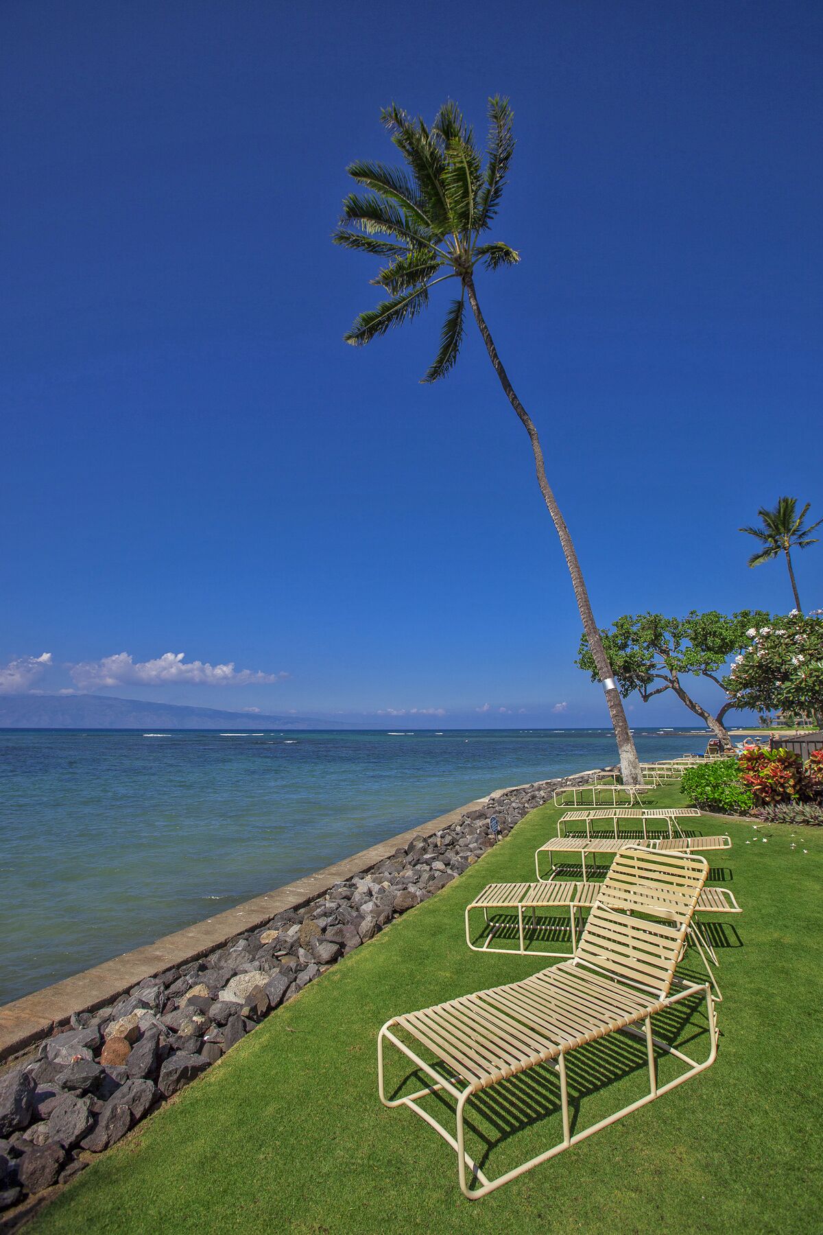 A beachside lounge area with sun loungers, a palm tree, and a view of the ocean.