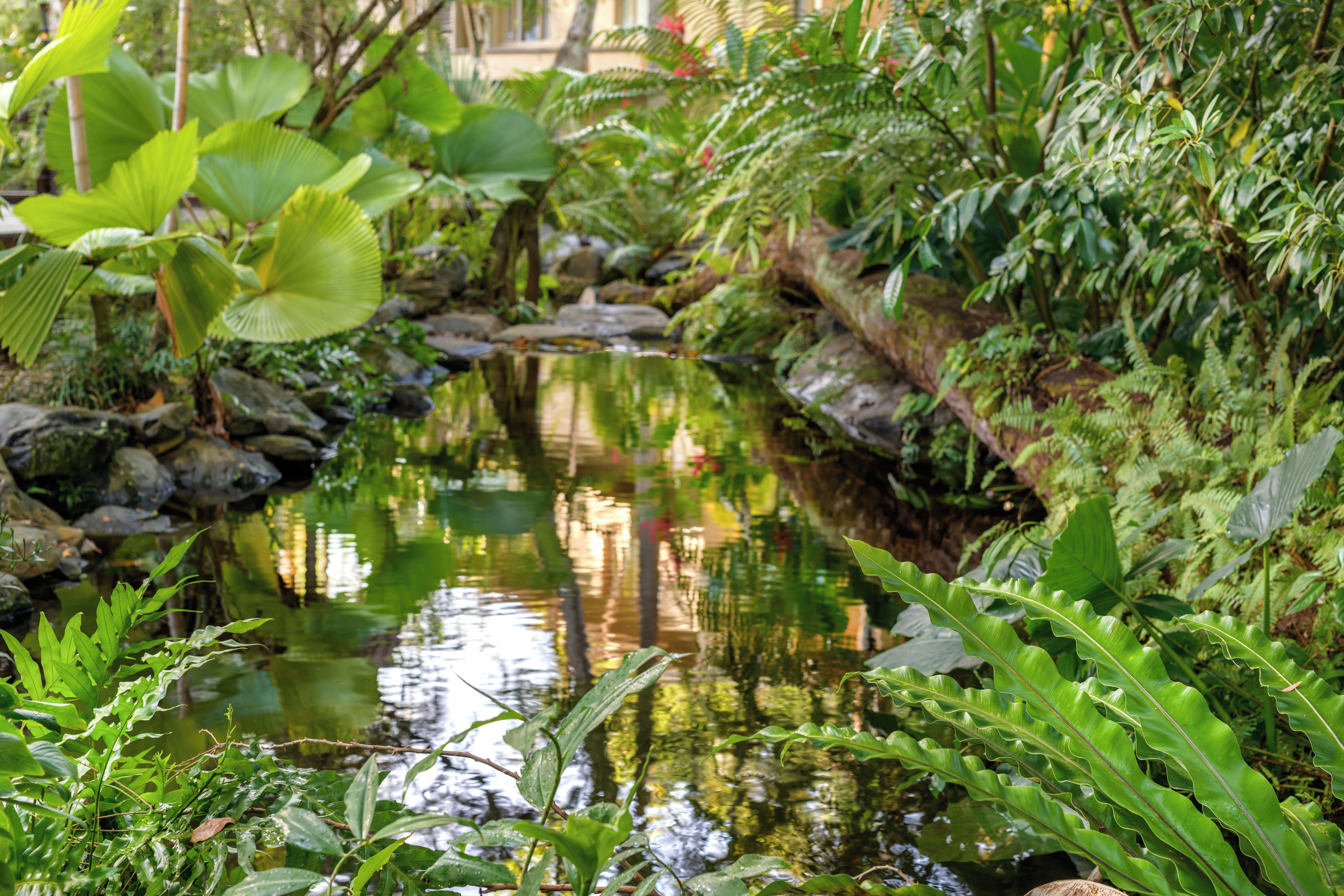 A tranquil pond surrounded by lush greenery and rocks.