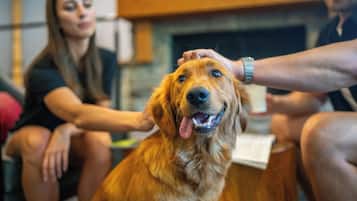 Eine Person streichelt einen Hund.