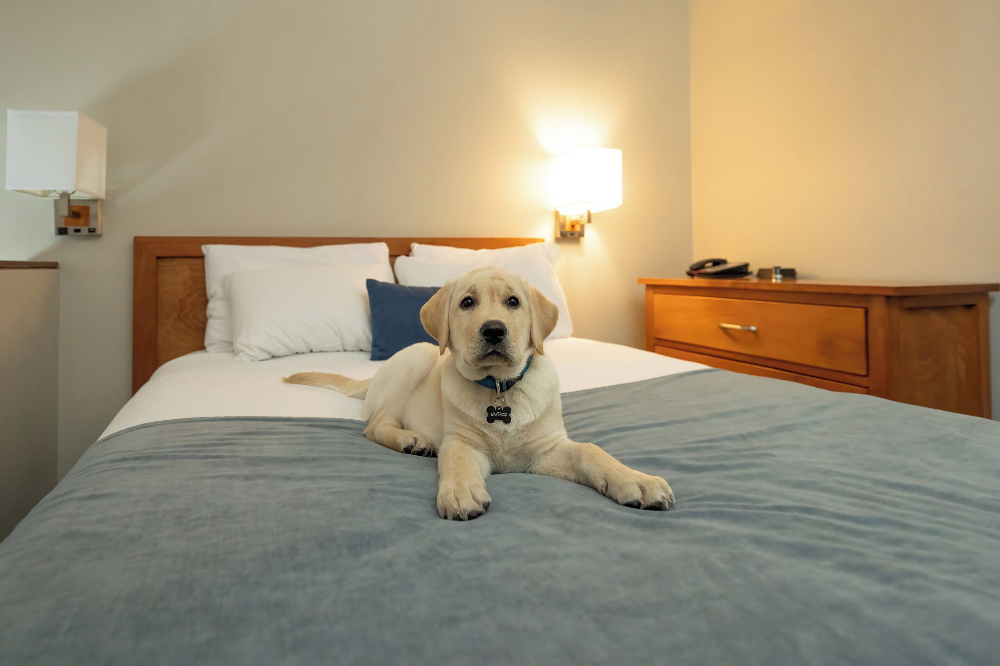 A hotel room with a bed, a nightstand with a lamp, and a wooden dresser.