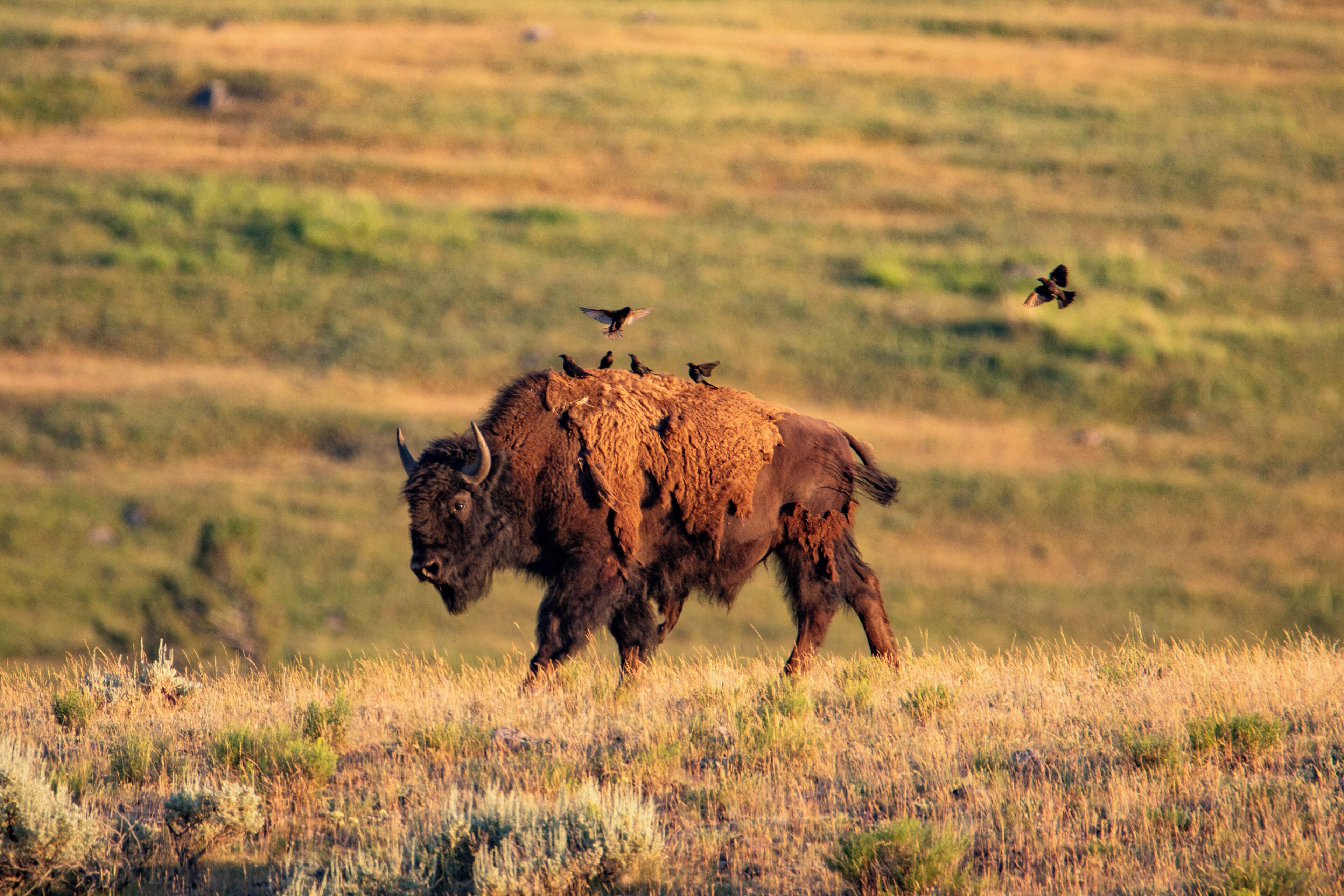 A bison with birds on its back in a grassy field.