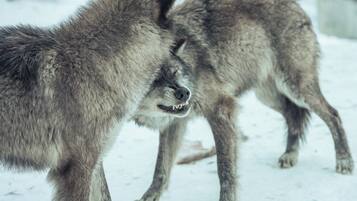 Two wolves in a snowy environment.
