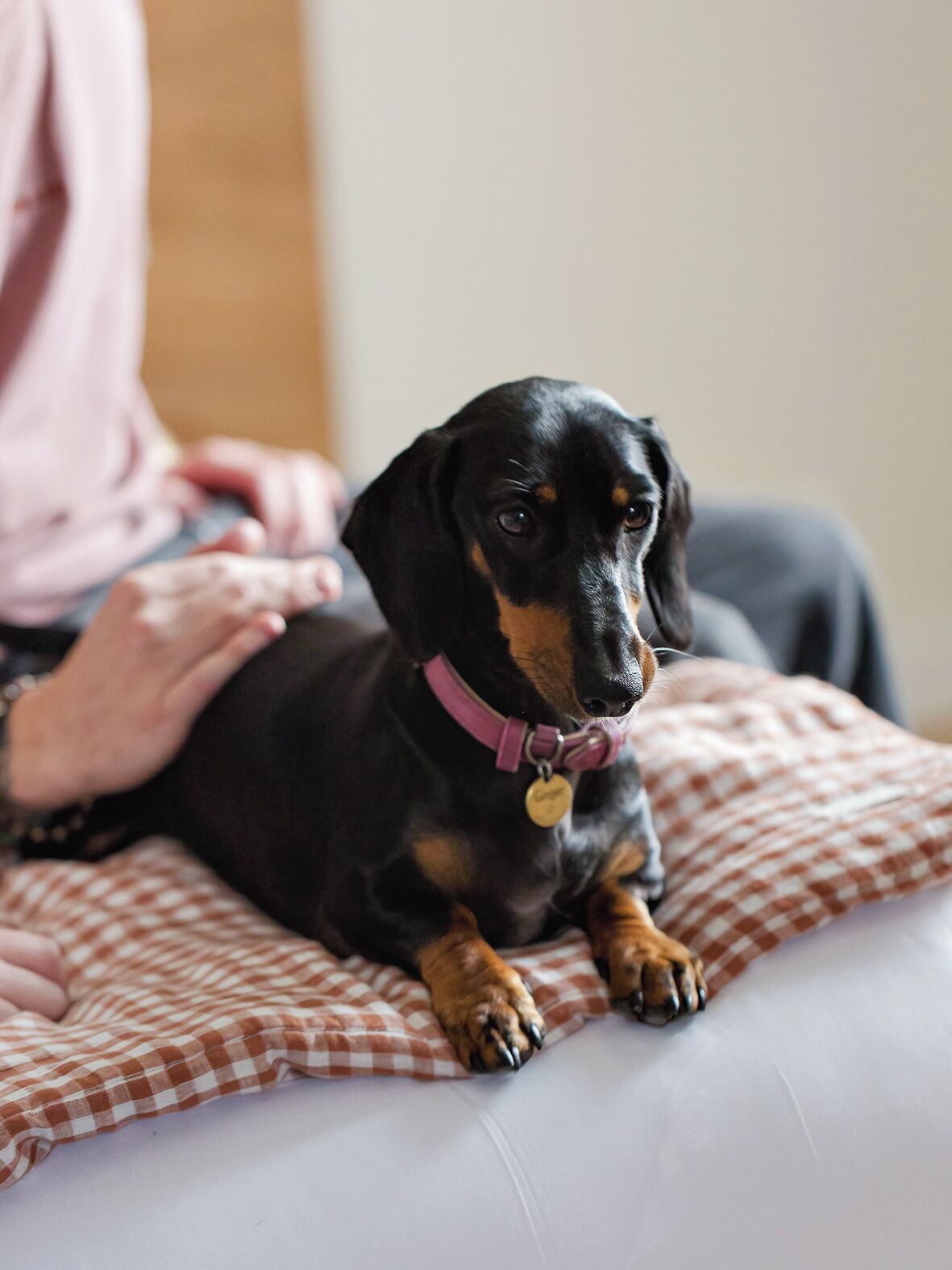 A person sitting on a checkered cushion with a black and tan dog.