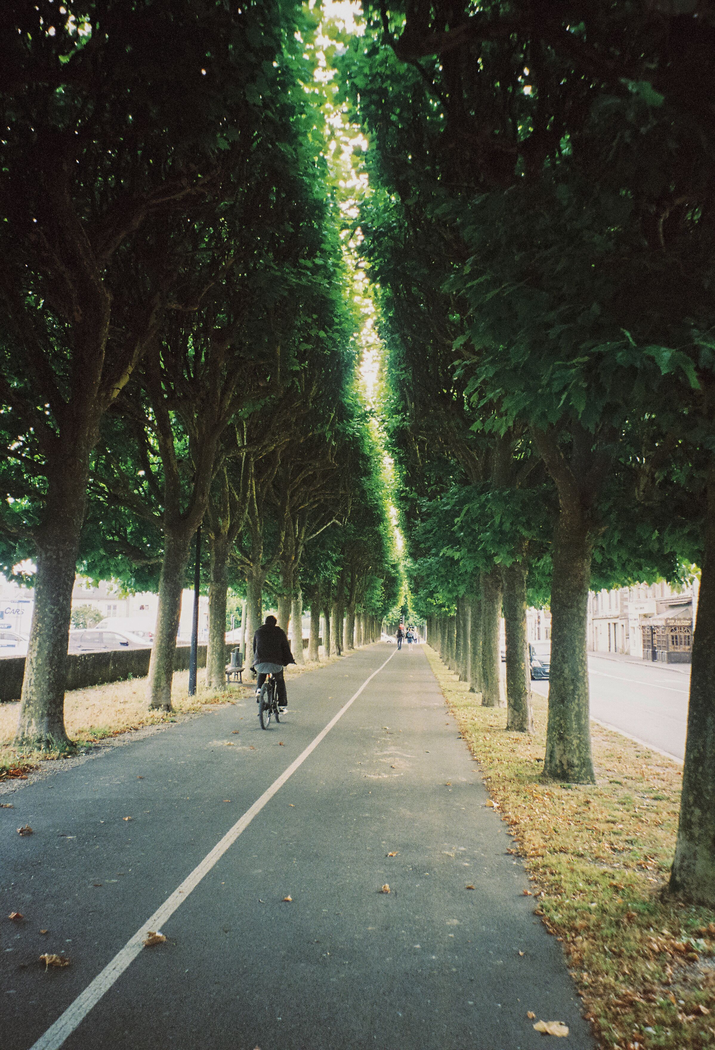 A tree-lined pathway with a person riding a bicycle.