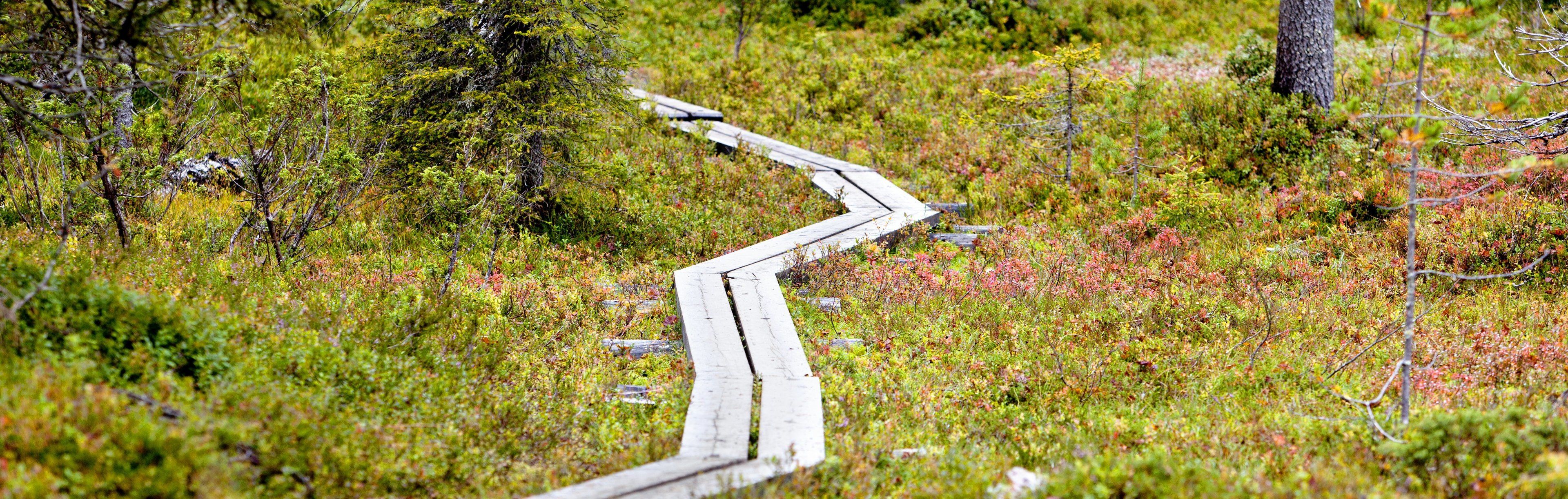 A wooden boardwalk winding through a dense, green forest with a variety of shrubs and small trees.