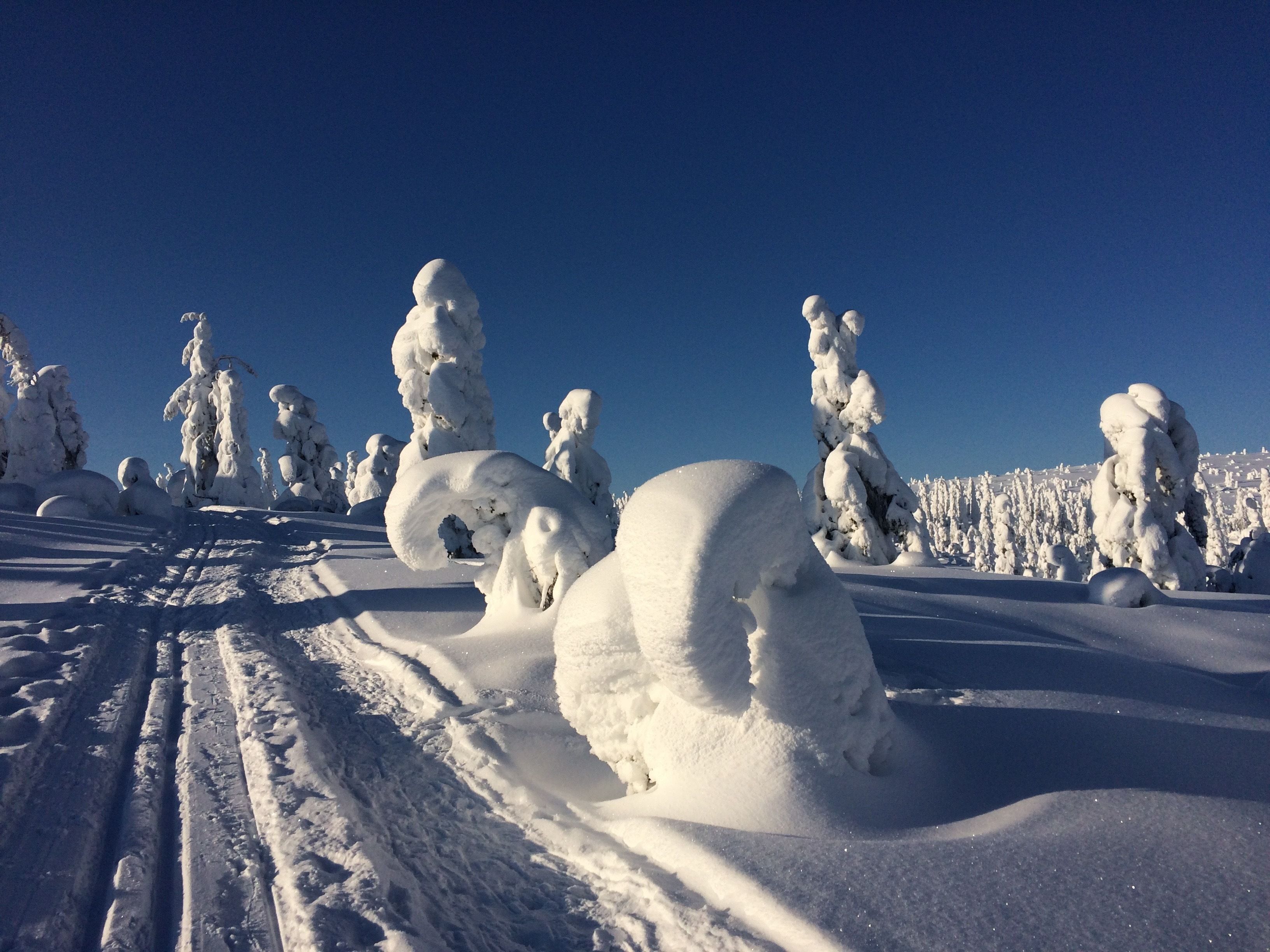 Un paisaje nevado con árboles cubiertos de nieve y un cielo azul despejado.