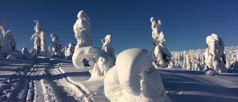 Un paisaje nevado con árboles cubiertos de nieve y un cielo azul despejado.