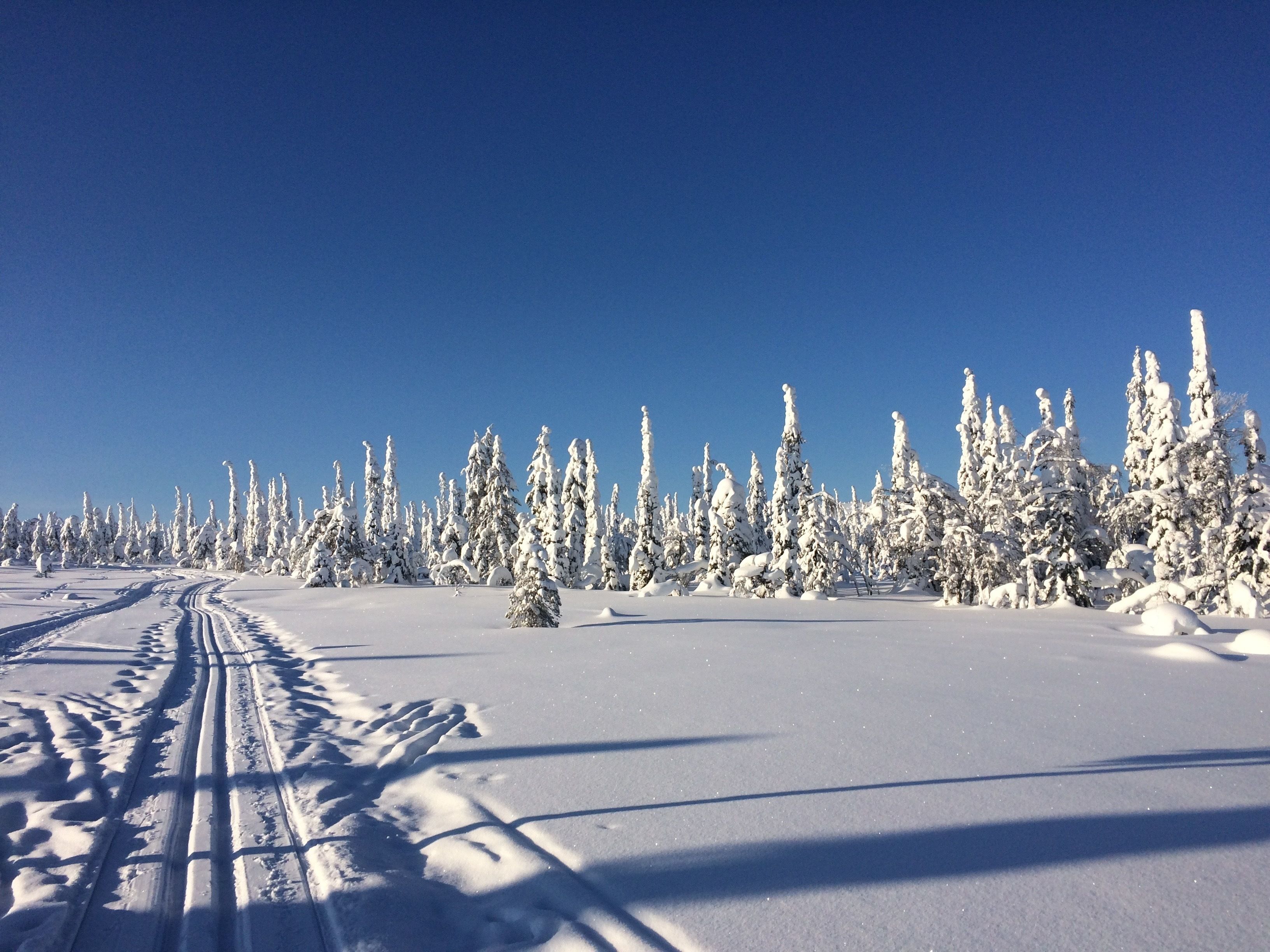 A snowy landscape with a clear sky and a path leading through a forest of snow-covered trees.