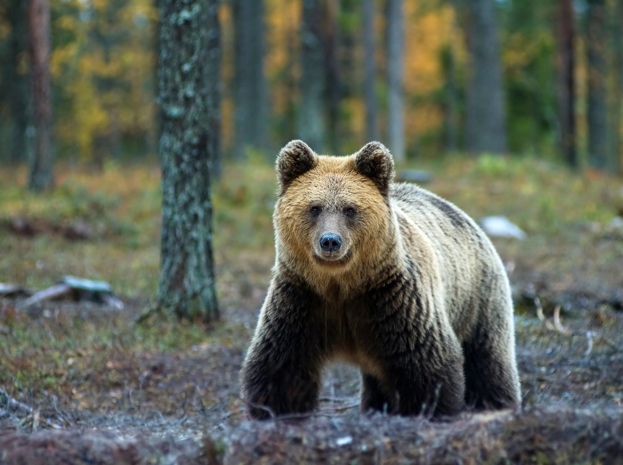 Un oso en un bosque.