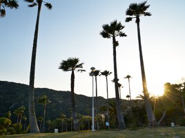 Altas palmeras en un parque con cielo despejado y una montaña a lo lejos.