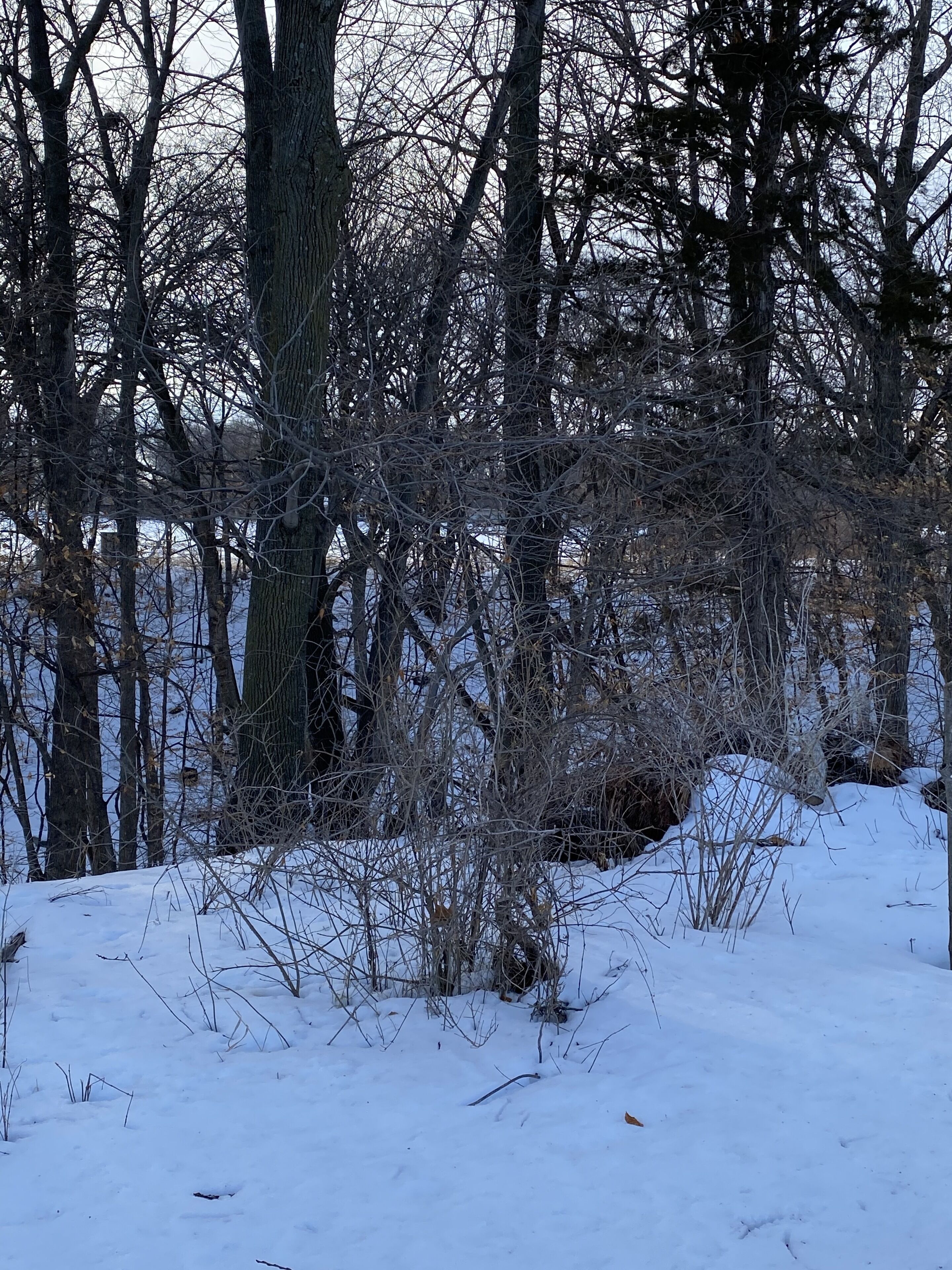 A snowy forest scene with bare trees and a snow-covered ground.
