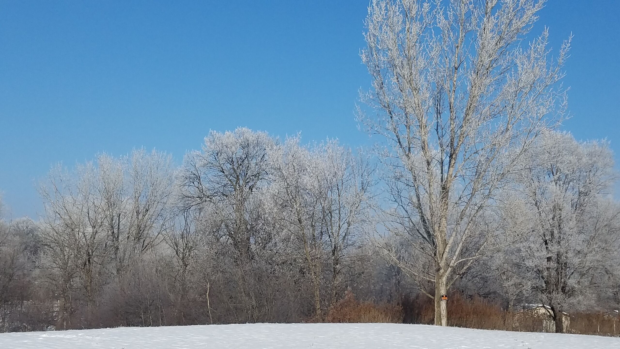 Un paysage enneigé, avec des arbres sans feuilles et un ciel bleu dégagé.