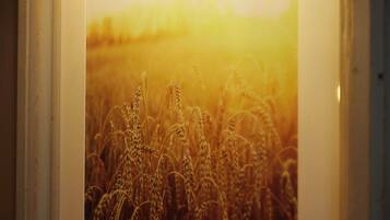 A framed photograph of a wheat field with a warm glow.