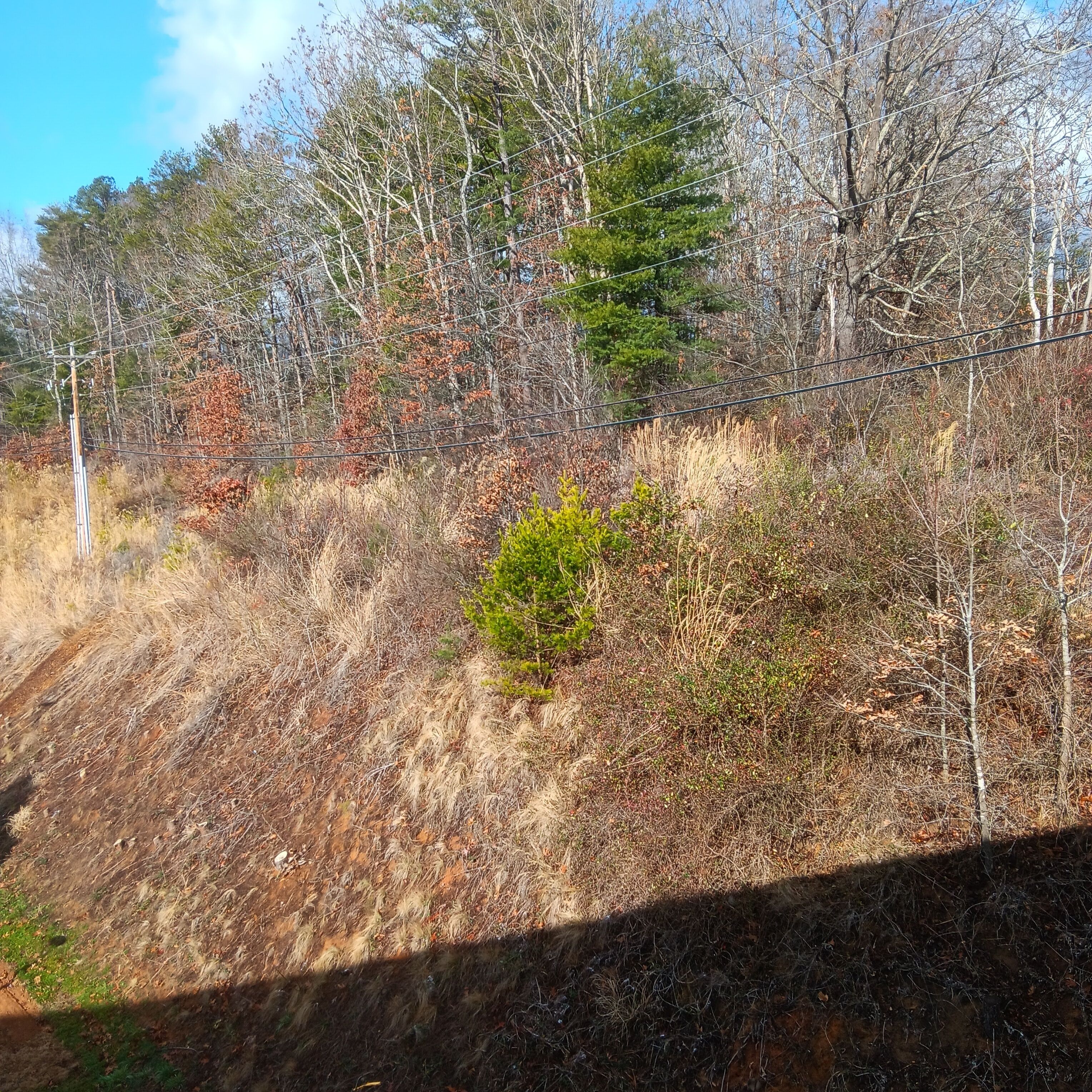 A natural landscape with a dirt path, trees, and a power line.