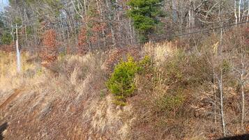 A natural landscape with a dirt path, trees, and a power line.