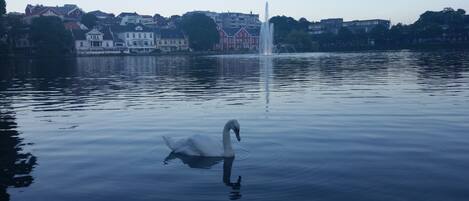 Un cisne nada en un lago tranquilo con una fuente al fondo y casas en la orilla opuesta.