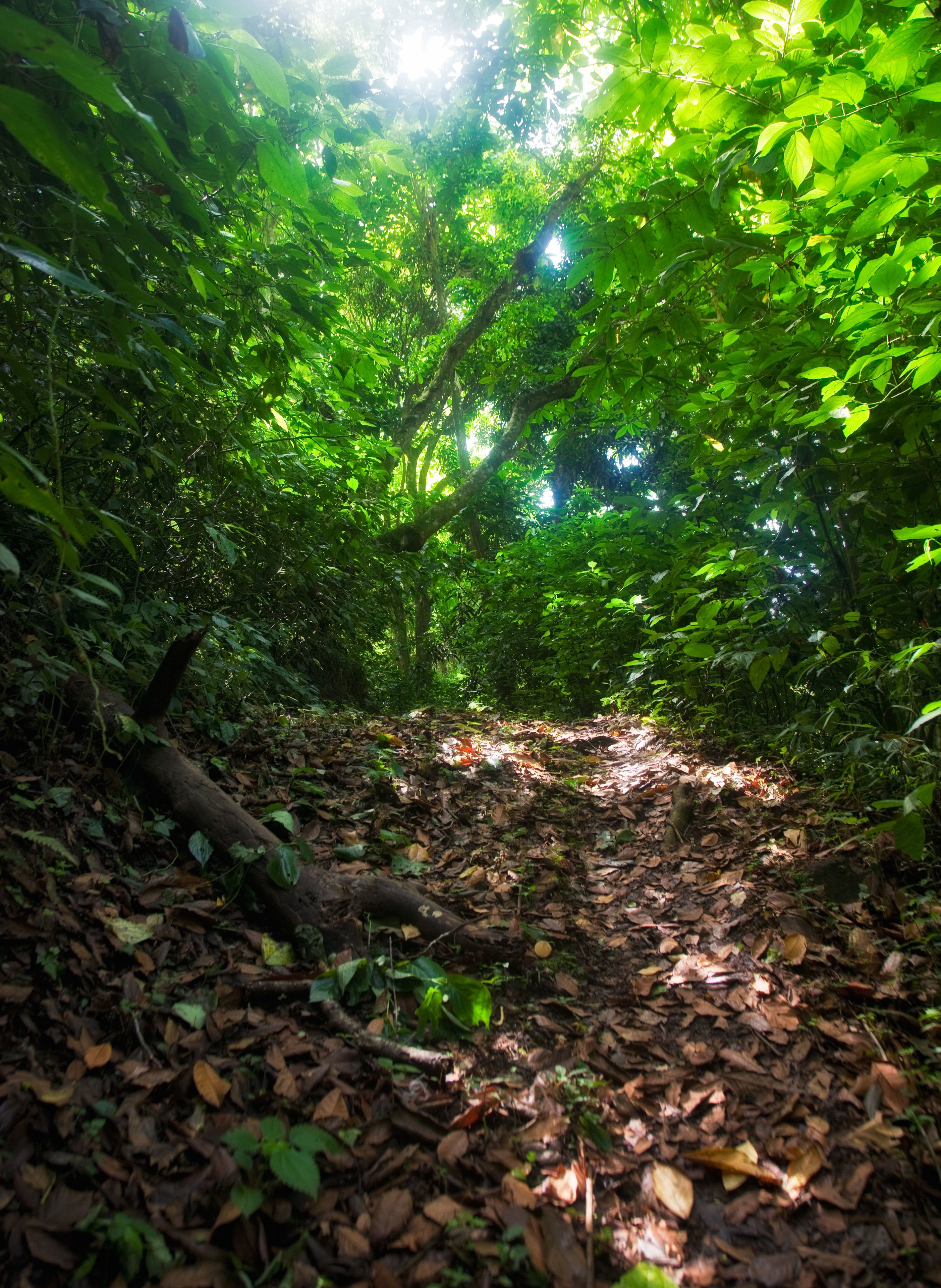 A forest path with dense foliage and sunlight filtering through the trees.
