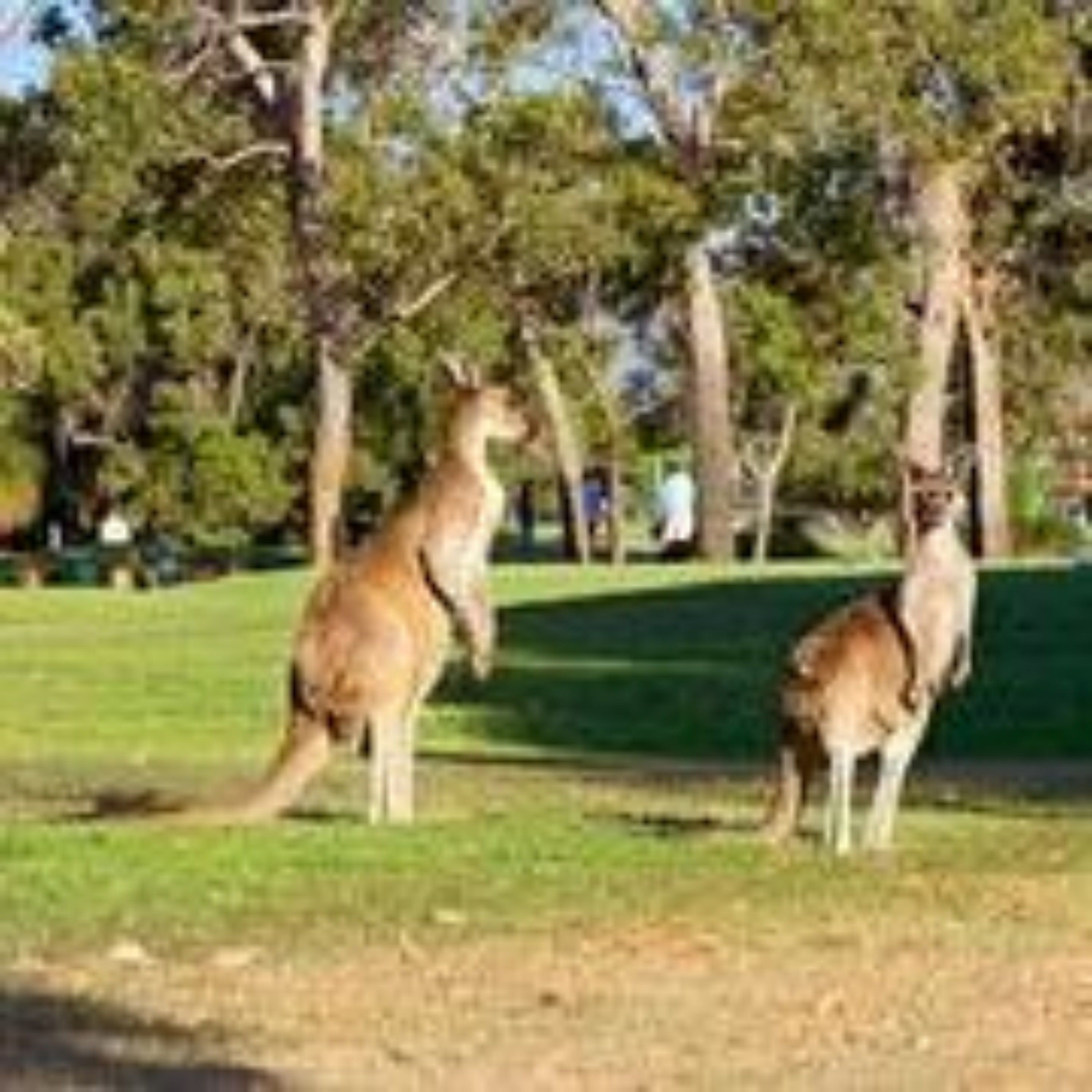 Two kangaroos in a grassy area with trees in the background.