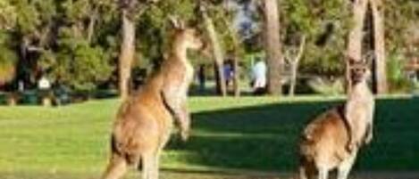 Two kangaroos in a grassy area with trees in the background.