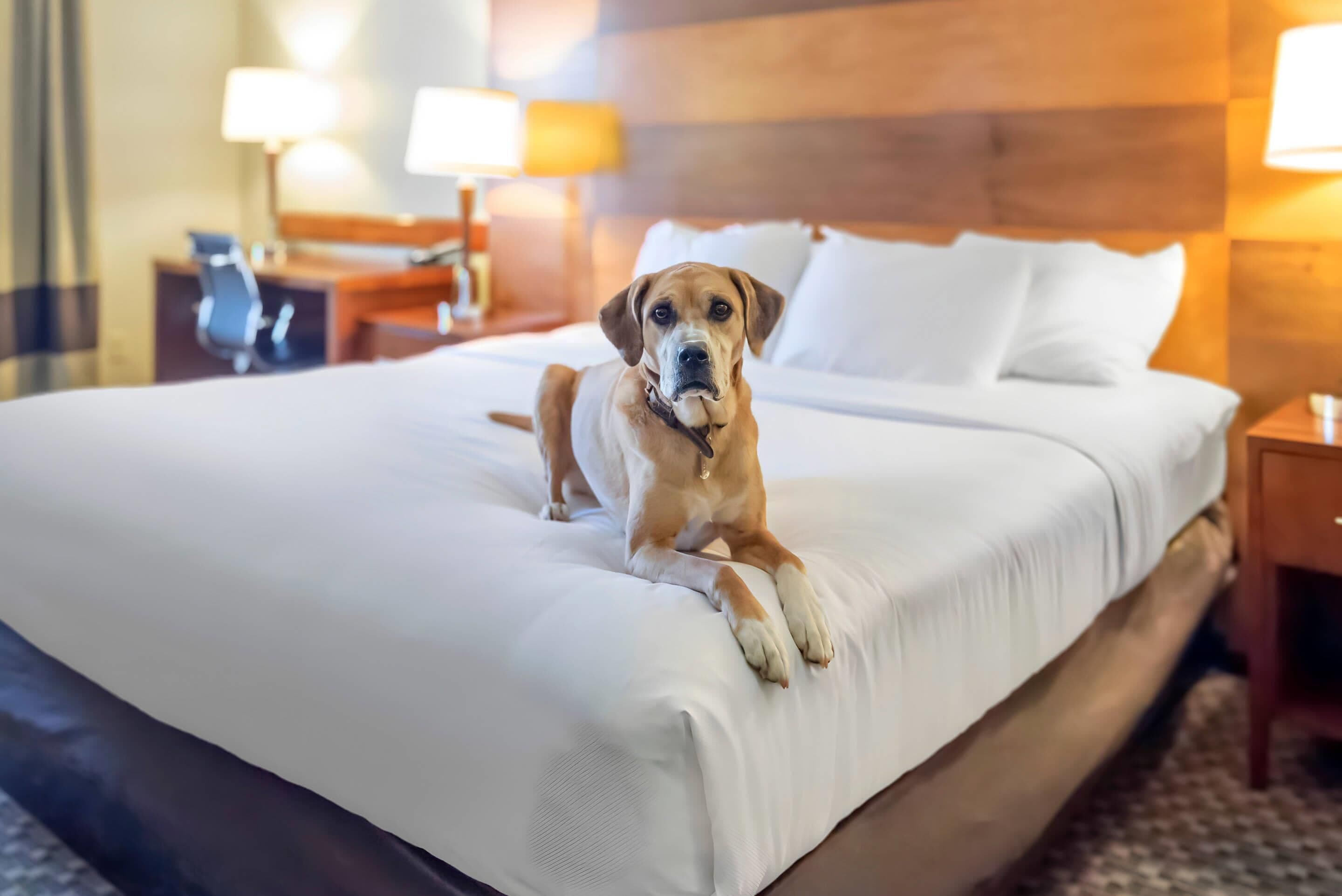 Un perro descansando sobre una cama en una habitación de hotel con cabecera de madera y dos lámparas de noche.